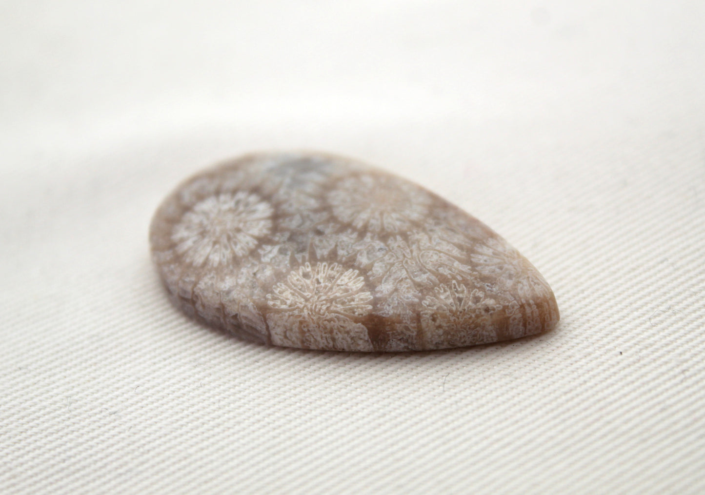 Fossilized Coral Gemstone Teardrop cabochon