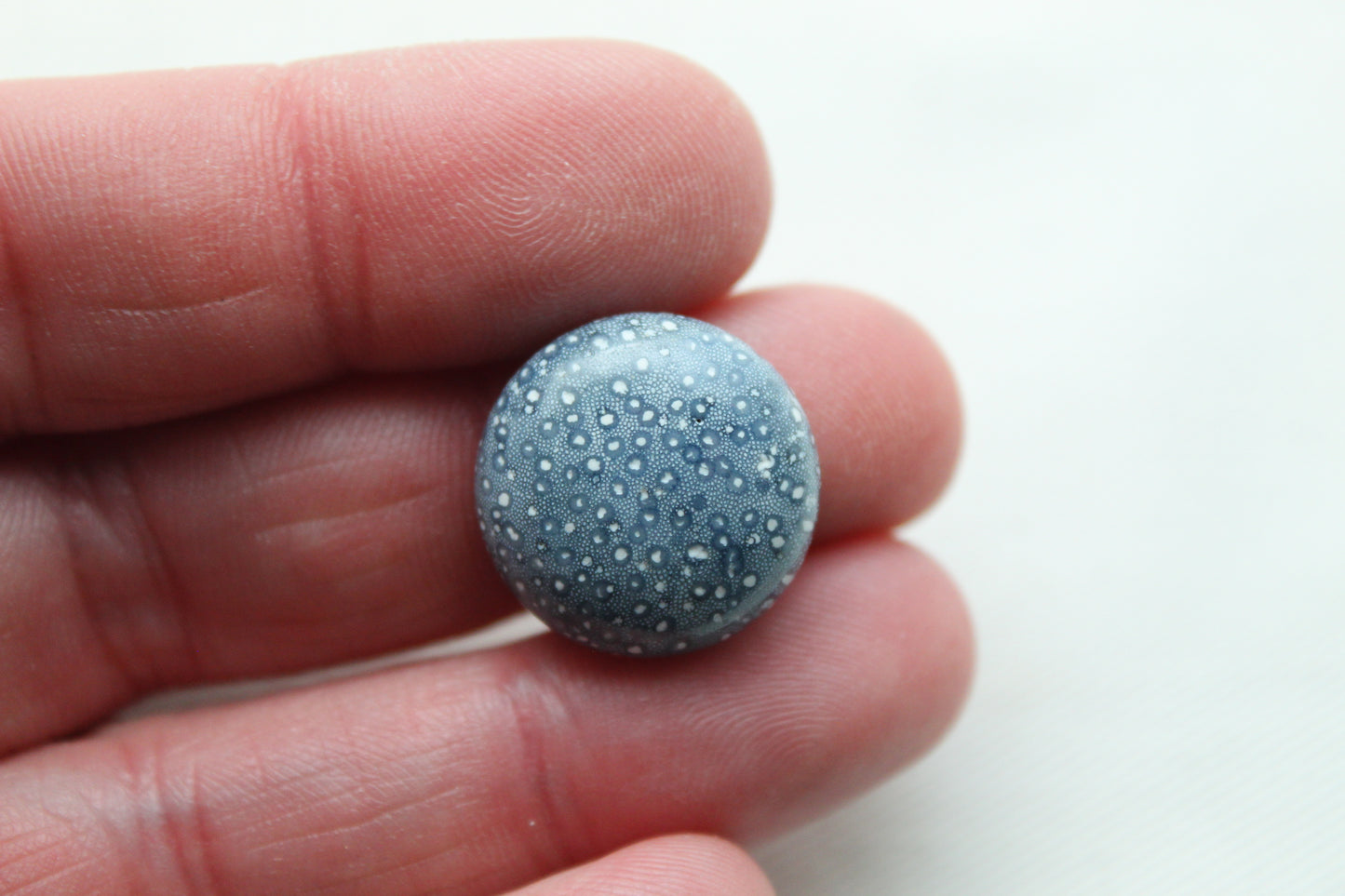 Pierre précieuse de corail éponge bleu 15X20MM ovale