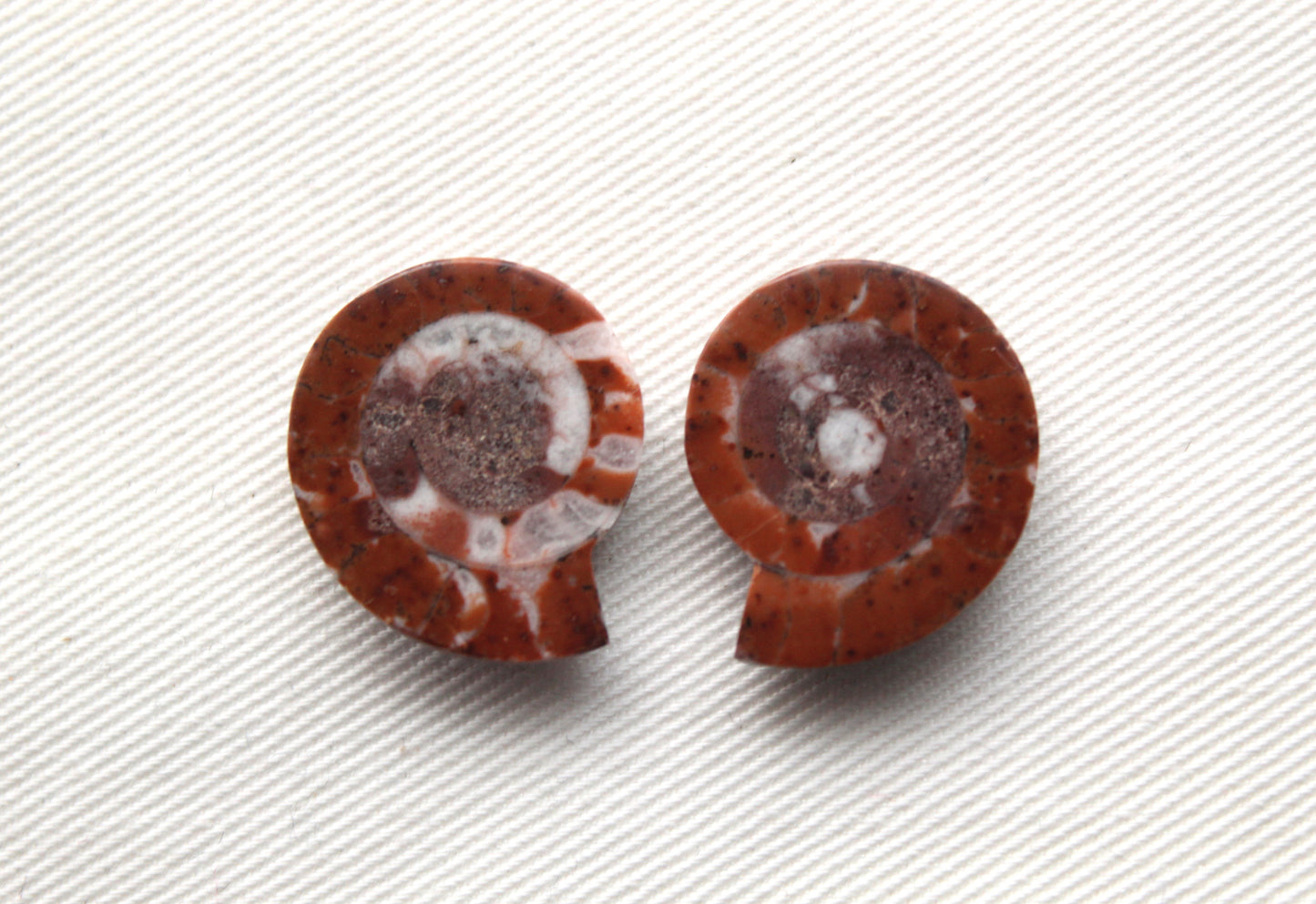 Pair Ammonite Timor Fossil Gemstone freeform rough 21MM