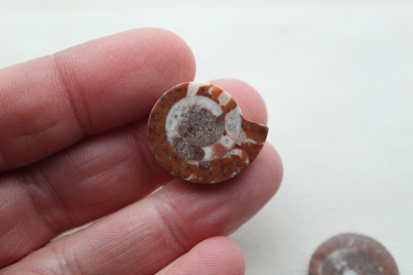 Pair Ammonite Timor Fossil Gemstone freeform rough 21MM