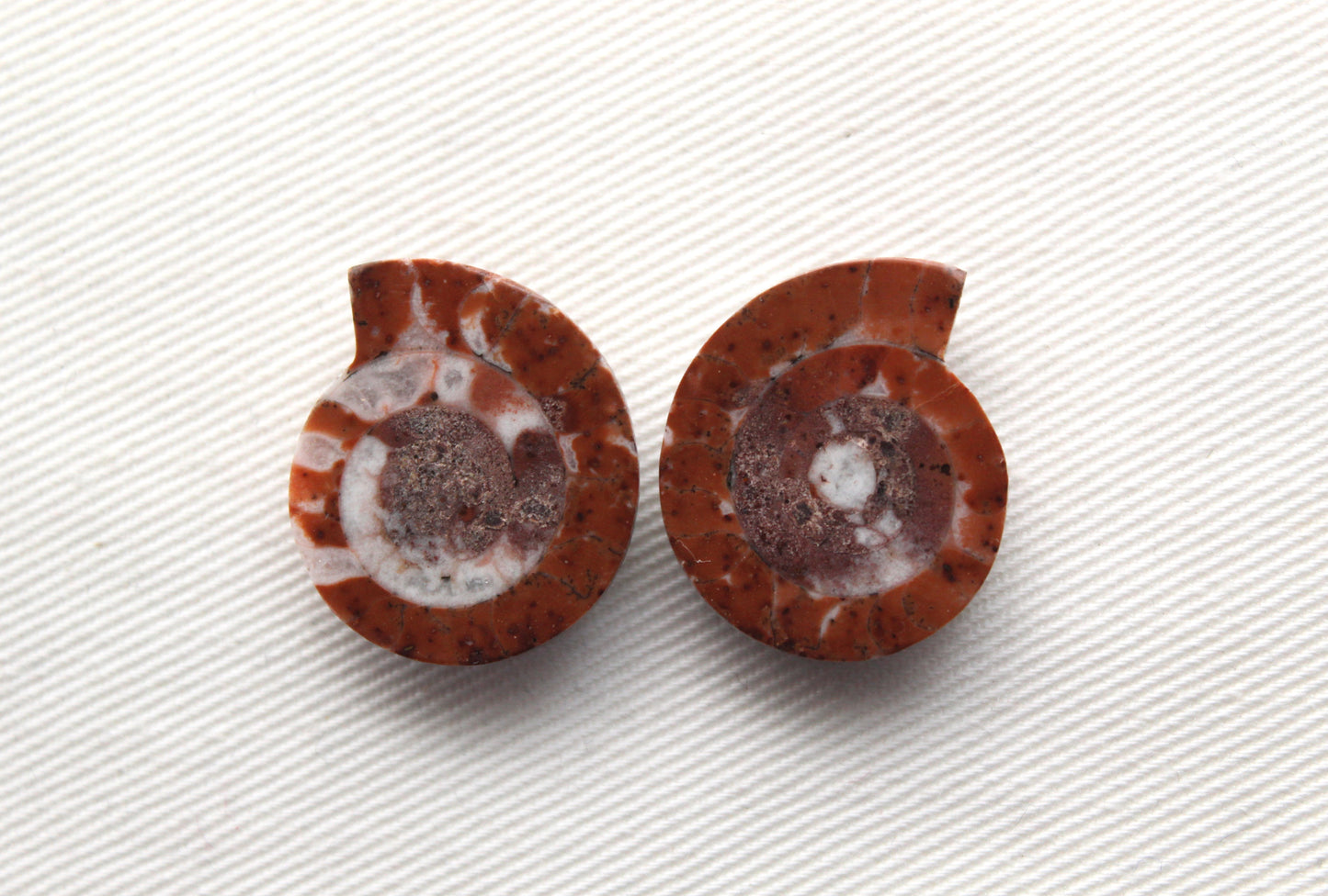 Pair Ammonite Timor Fossil Gemstone freeform rough 21MM
