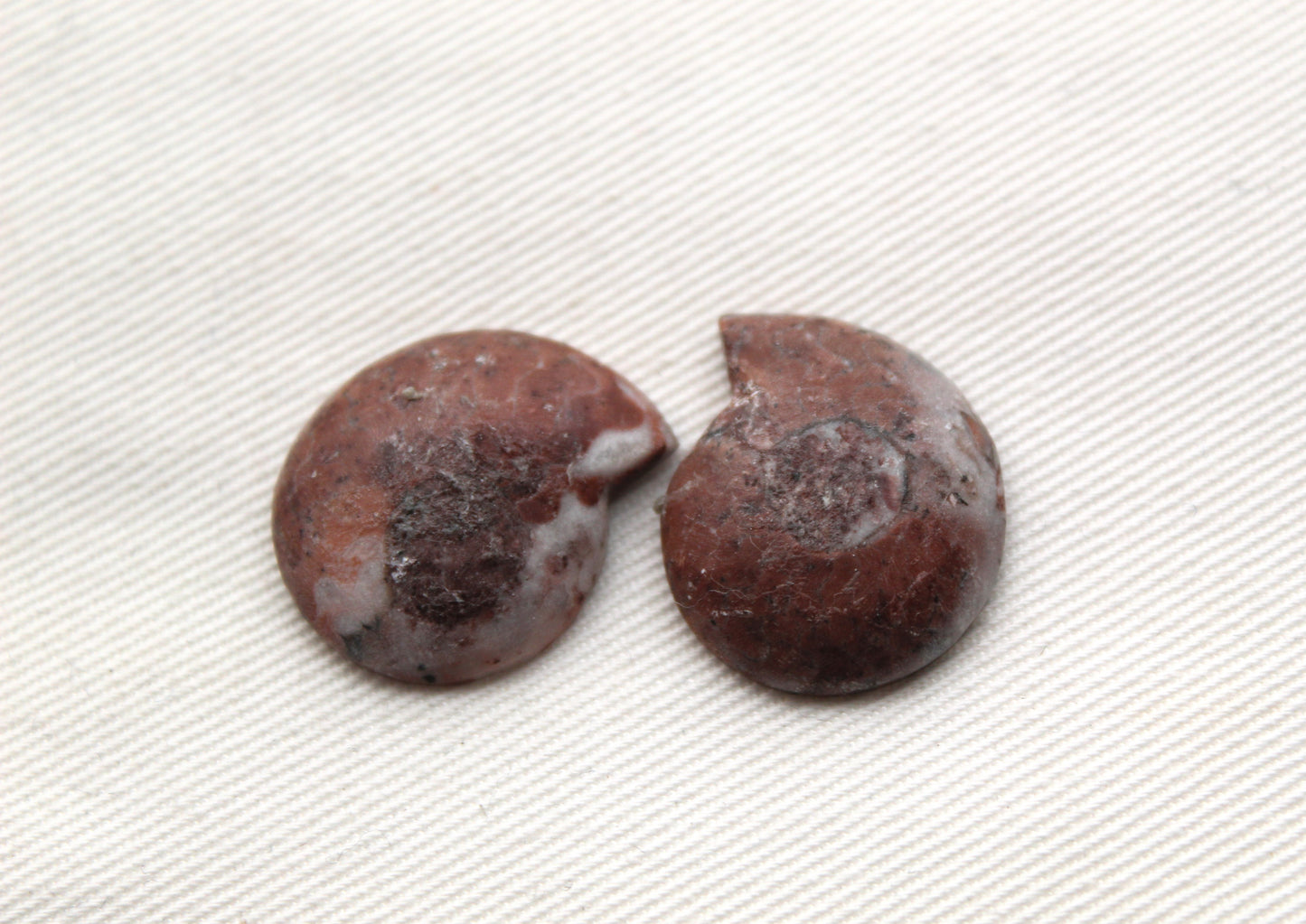 Pair Ammonite Timor Fossil Gemstone freeform rough 21MM