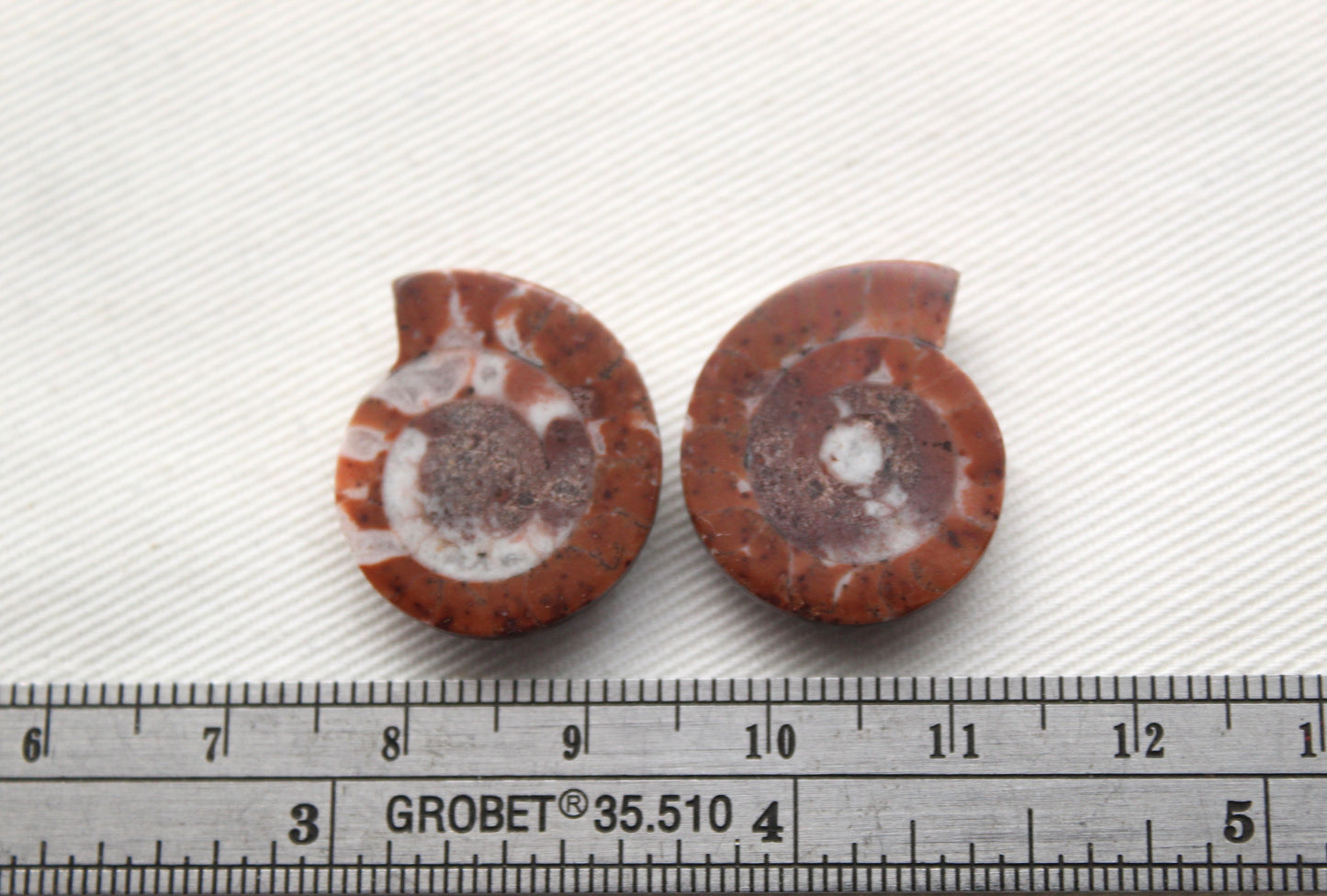 Pair Ammonite Timor Fossil Gemstone freeform rough 21MM