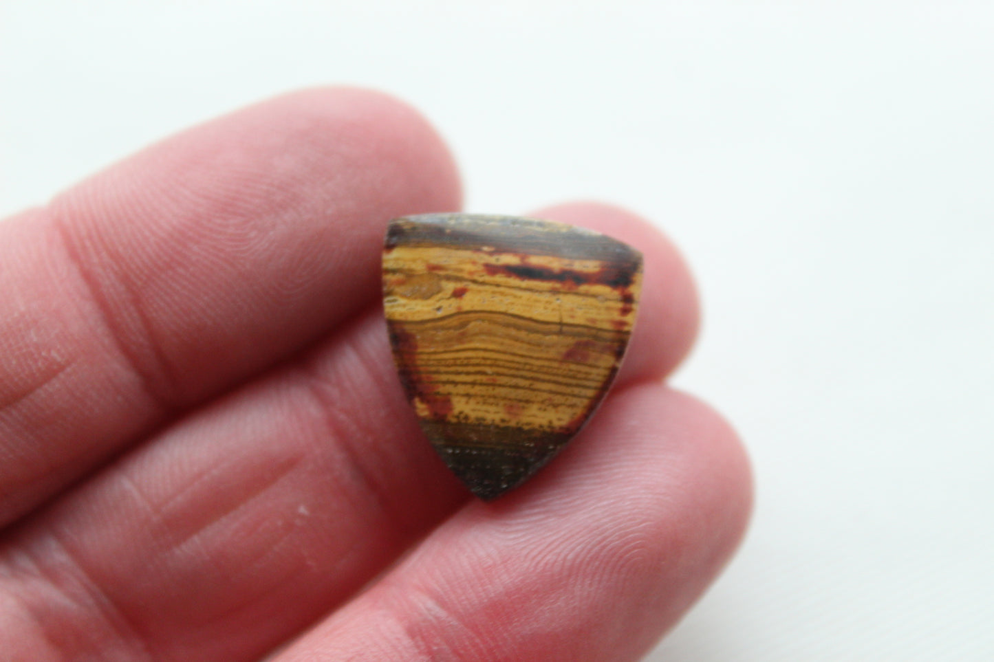 Small Petrified Wood Cabochon Pair natural gemstones