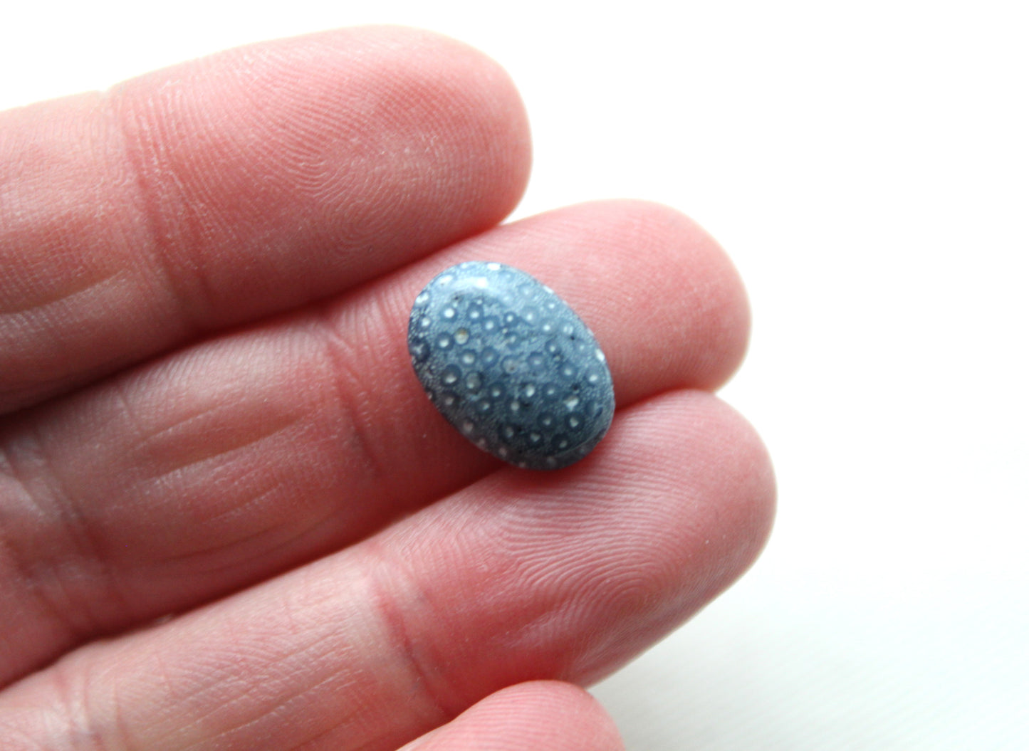 Pierre précieuse de corail éponge bleu 15X20MM ovale