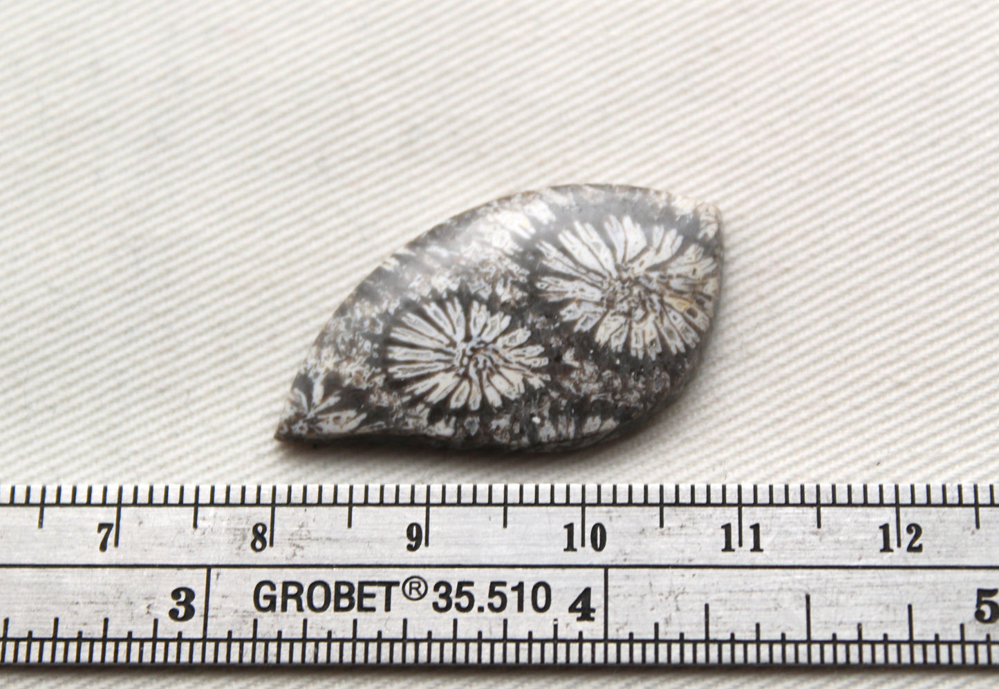 Fossilized Coral Gemstone cabochon Grey