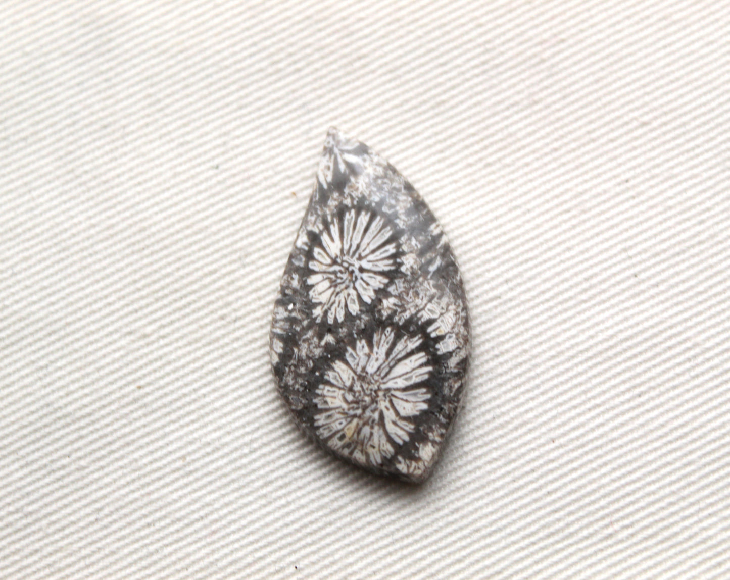 Fossilized Coral Gemstone cabochon Grey
