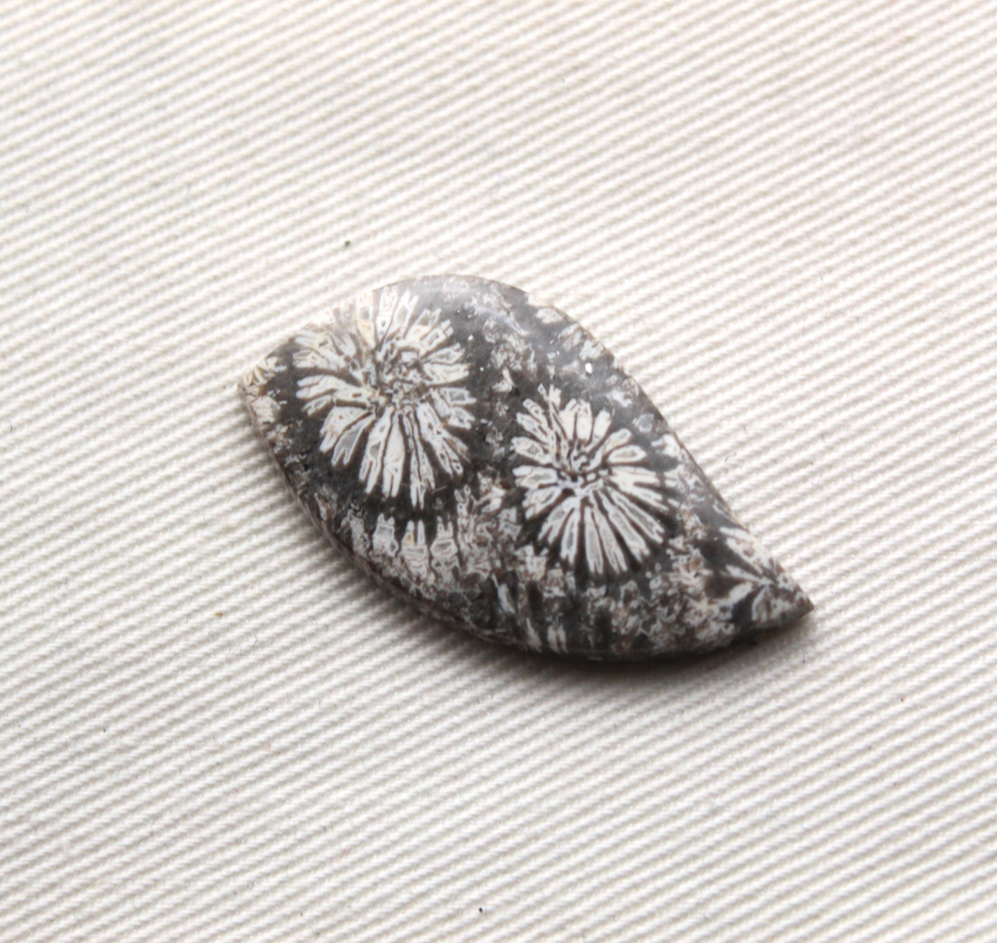 Fossilized Coral Gemstone cabochon Grey