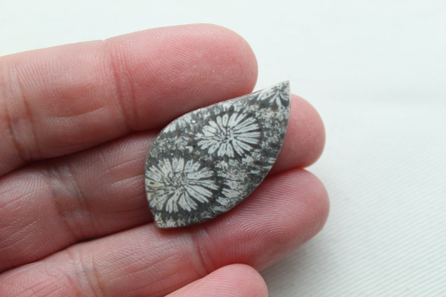 Fossilized Coral Gemstone cabochon Grey