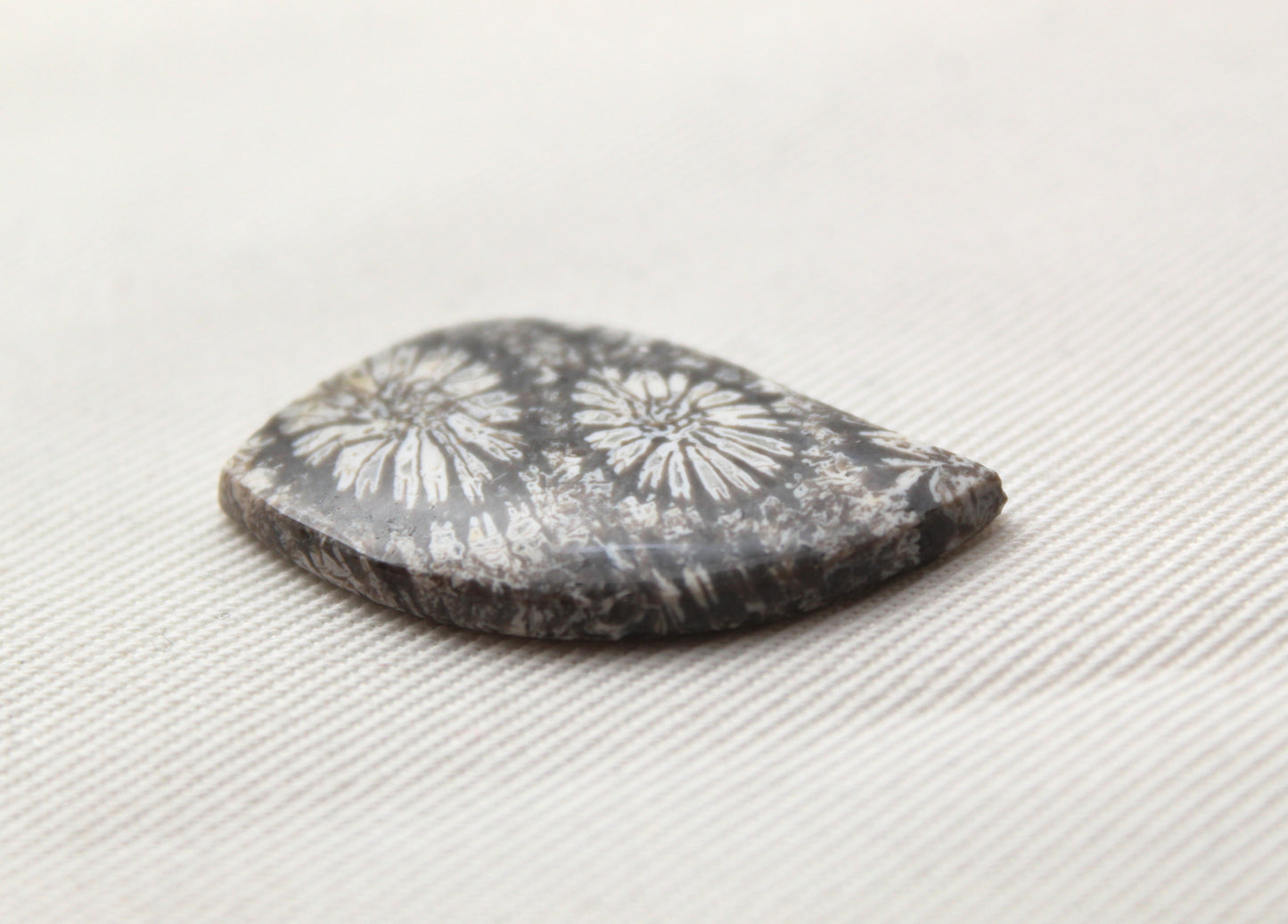 Fossilized Coral Gemstone cabochon Grey