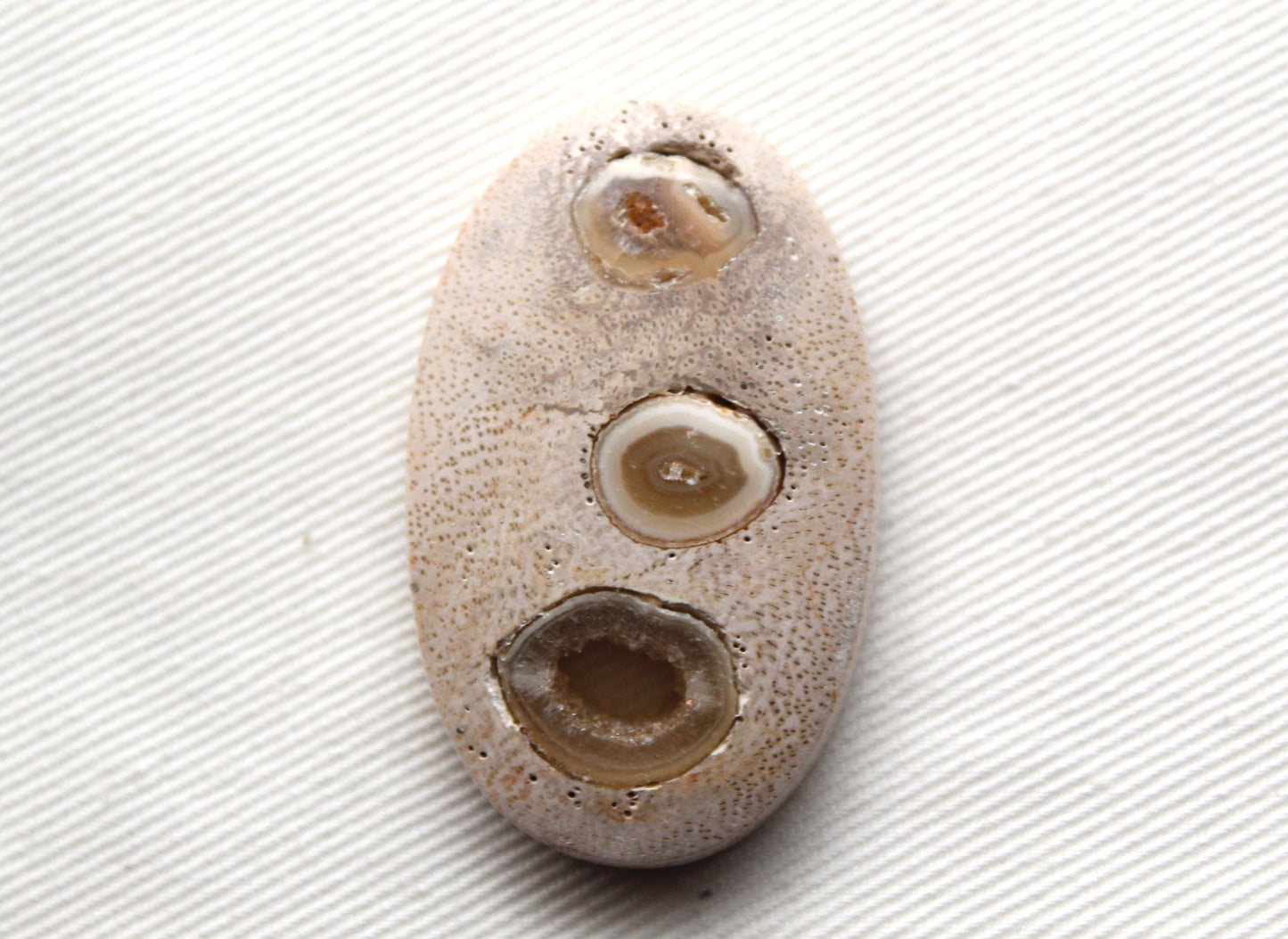 Worm Hole Petrified Wood Cabochon gemstone natural Oval