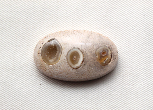 Worm Hole Petrified Wood Cabochon gemstone natural Oval