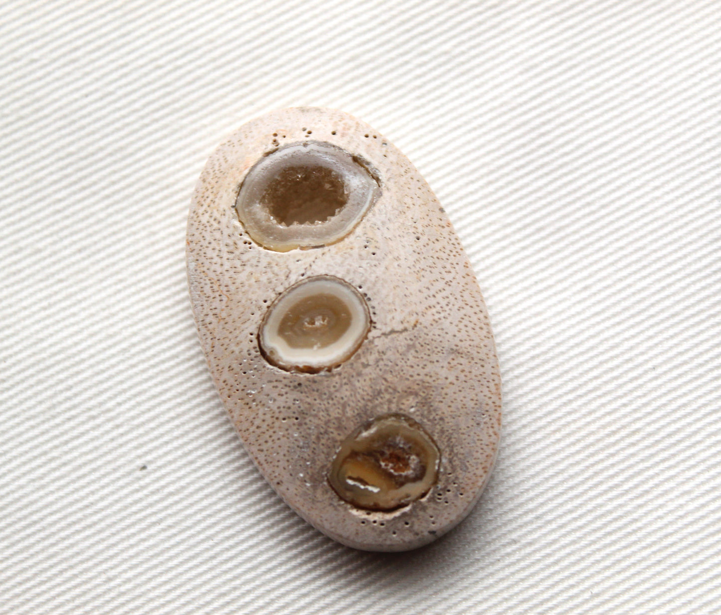 Worm Hole Petrified Wood Cabochon gemstone natural Oval