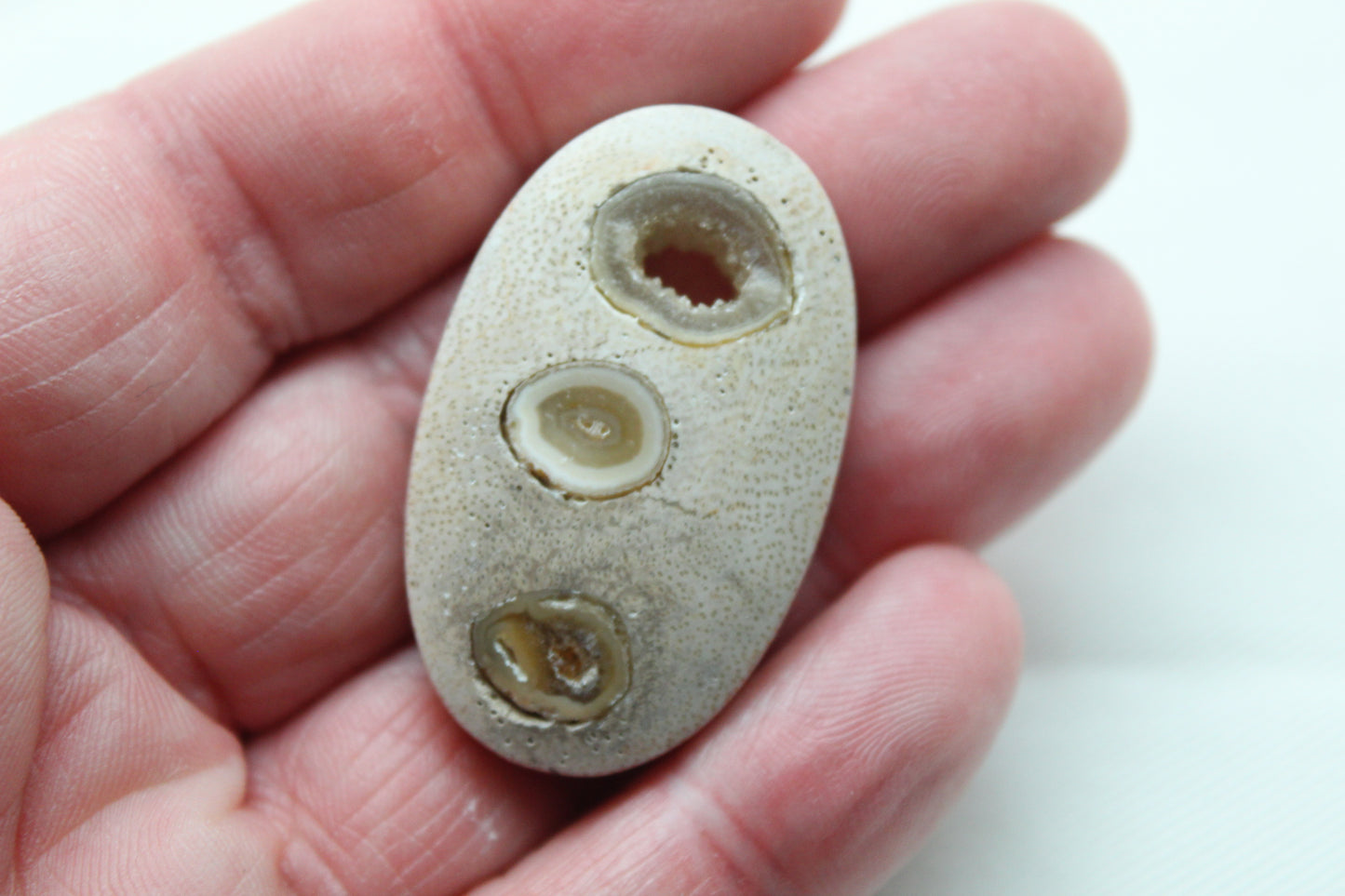 Worm Hole Petrified Wood Cabochon gemstone natural Oval