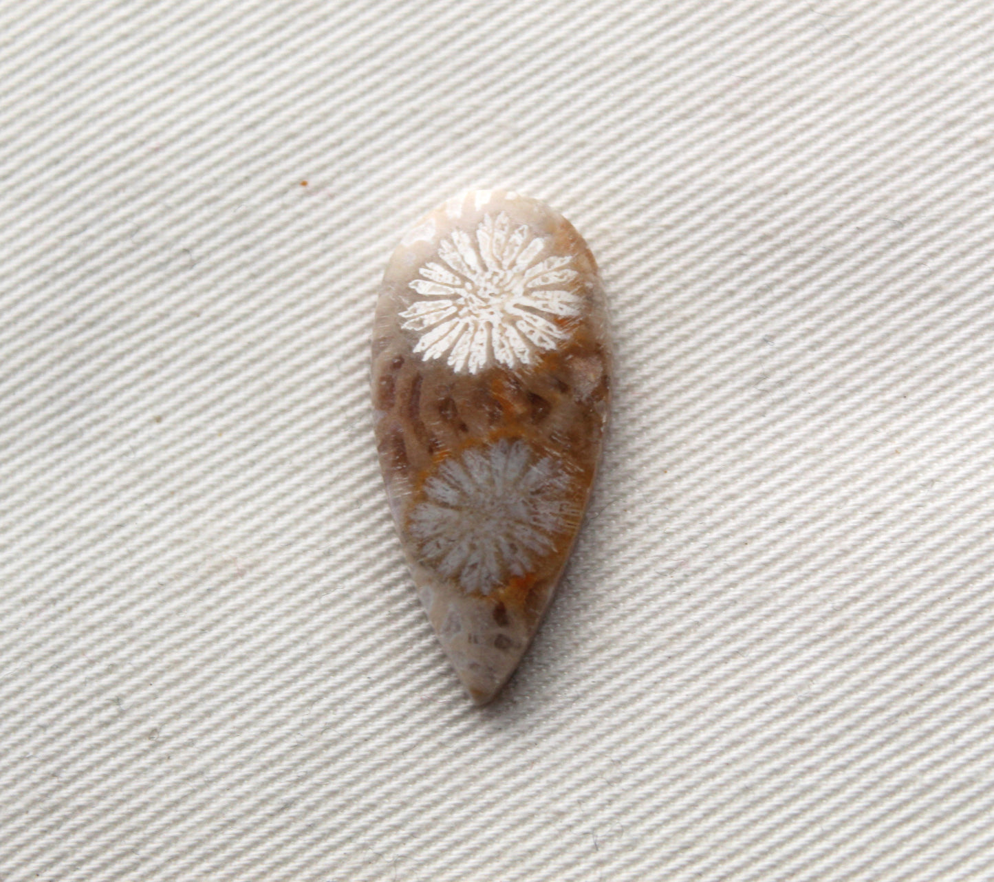 Small Fossilized Coral Gemstone Teardrop cabochon
