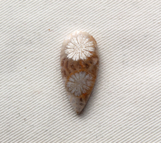 Small Fossilized Coral Gemstone Teardrop cabochon