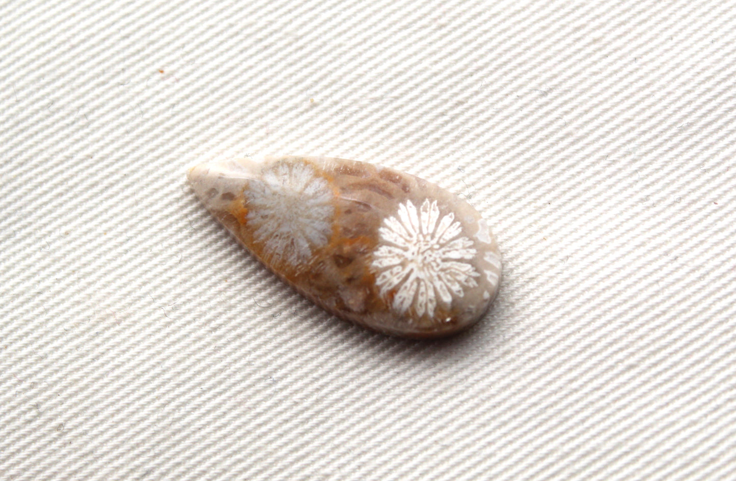 Small Fossilized Coral Gemstone Teardrop cabochon
