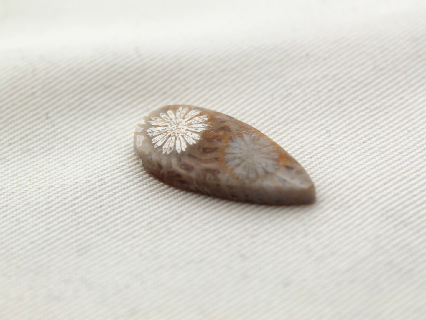 Small Fossilized Coral Gemstone Teardrop cabochon