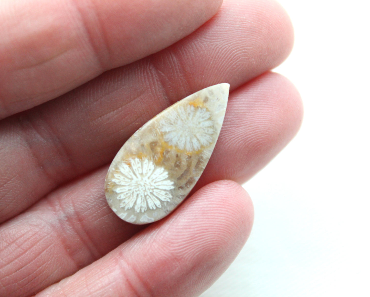 Small Fossilized Coral Gemstone Teardrop cabochon