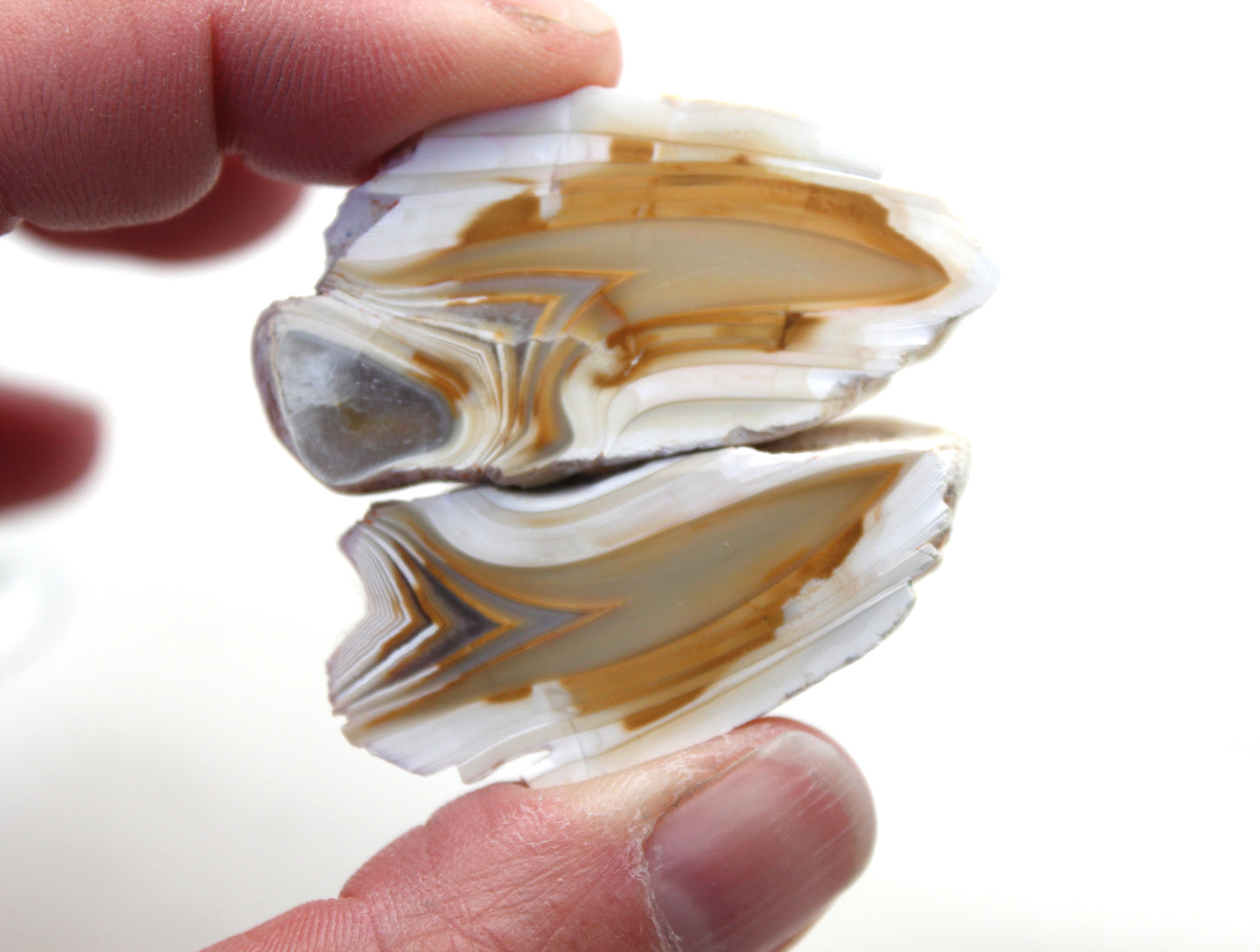 Small Indonesian banded Agate nodule polished yellow white