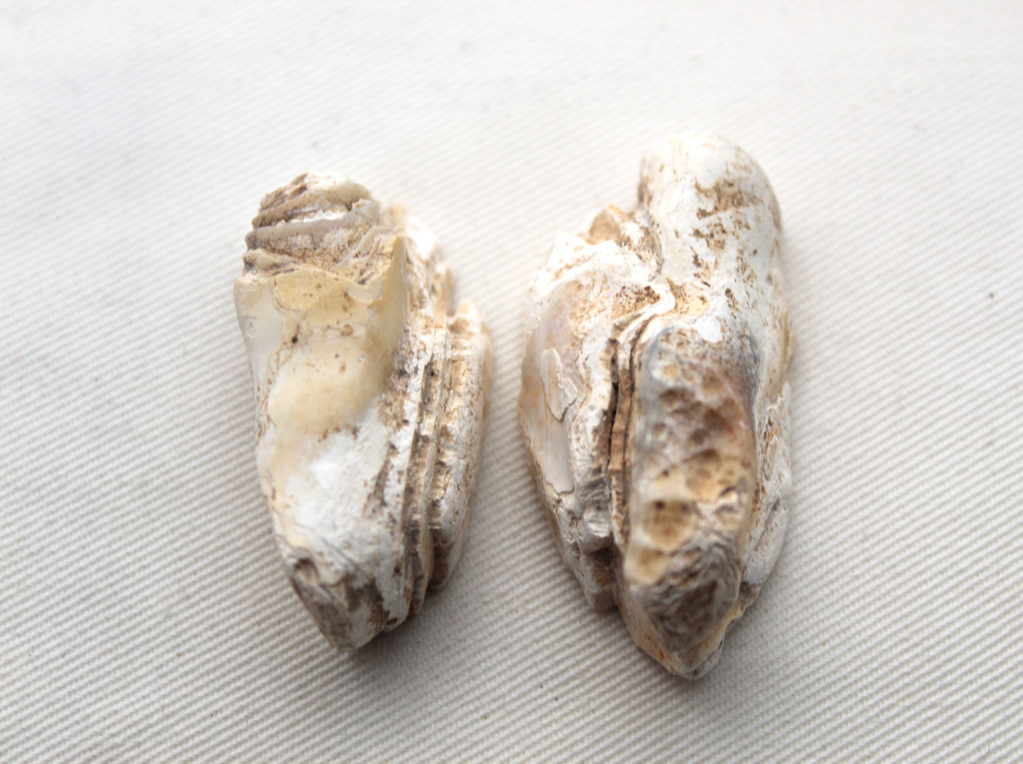 Small Indonesian banded Agate nodule polished yellow white