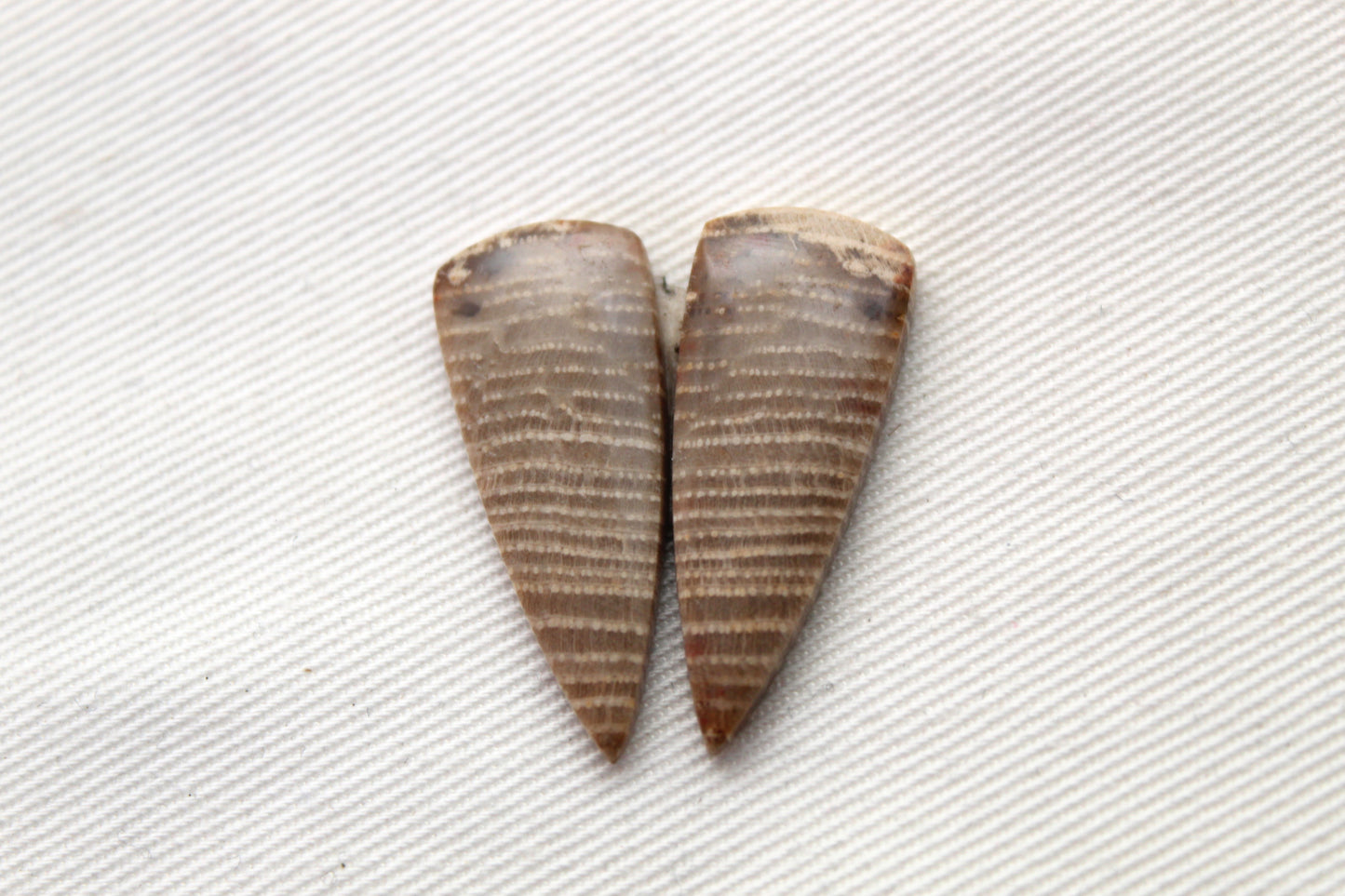 Pair of Petrified wood Cabochons triangle