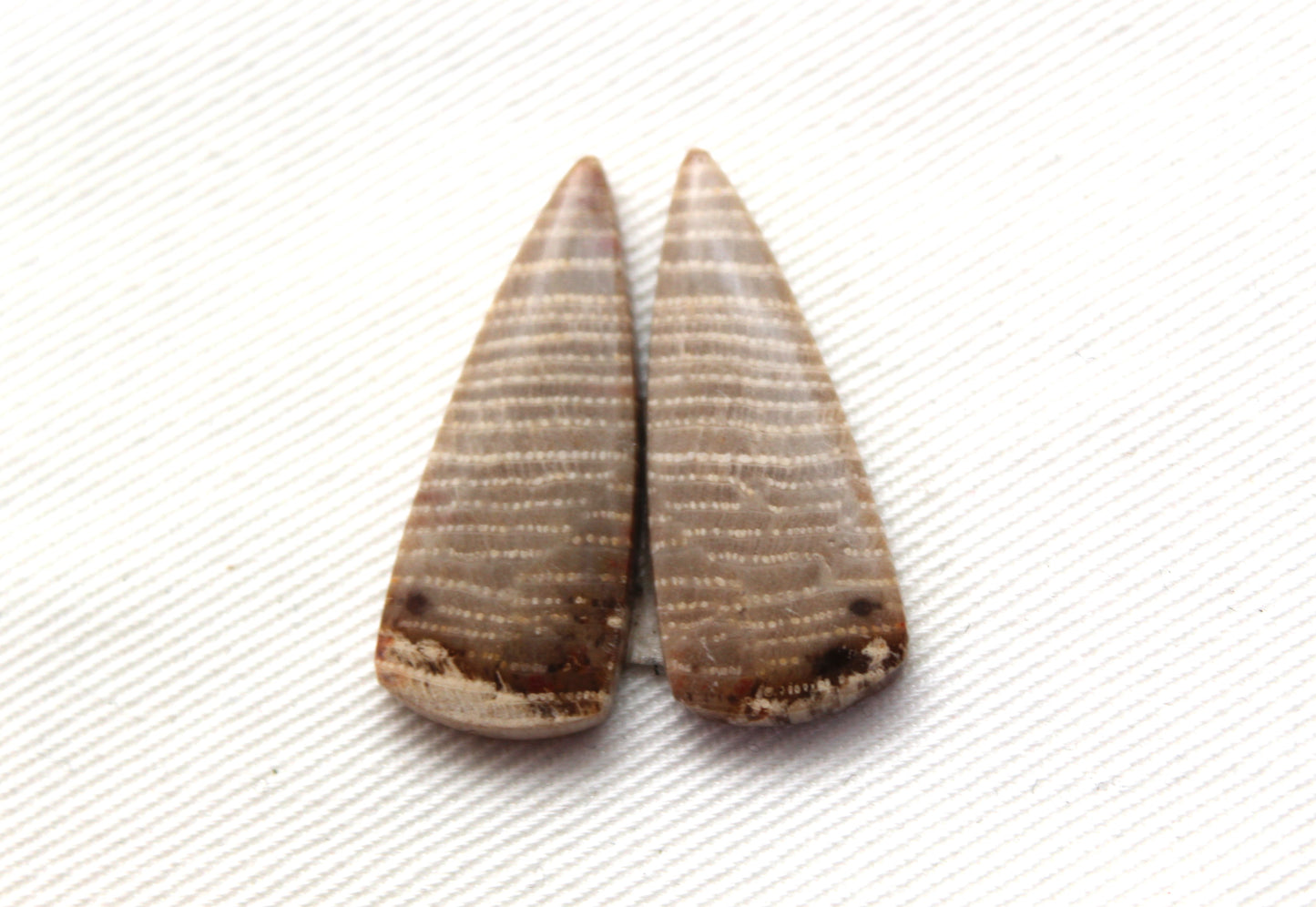 Pair of Petrified wood Cabochons triangle