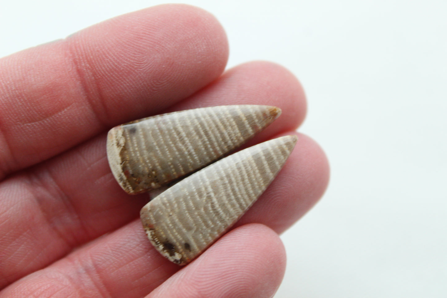 Pair of Petrified wood Cabochons triangle