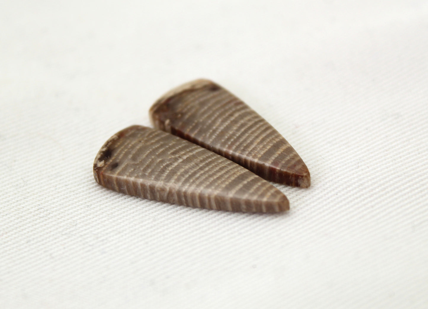 Pair of Petrified wood Cabochons triangle