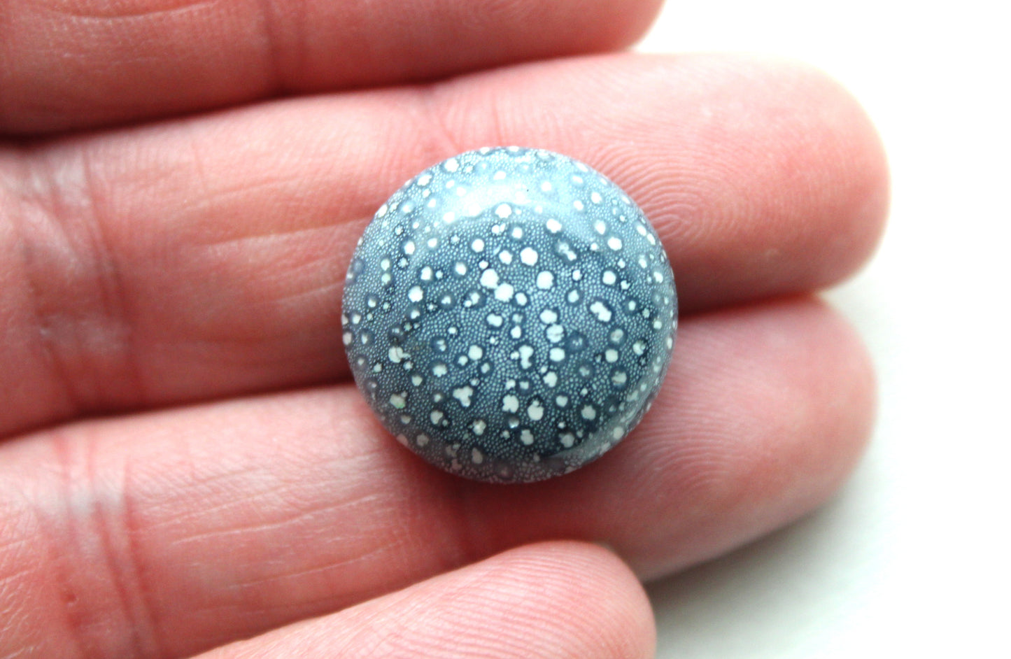 Pierre précieuse de corail éponge bleu 15X20MM ovale