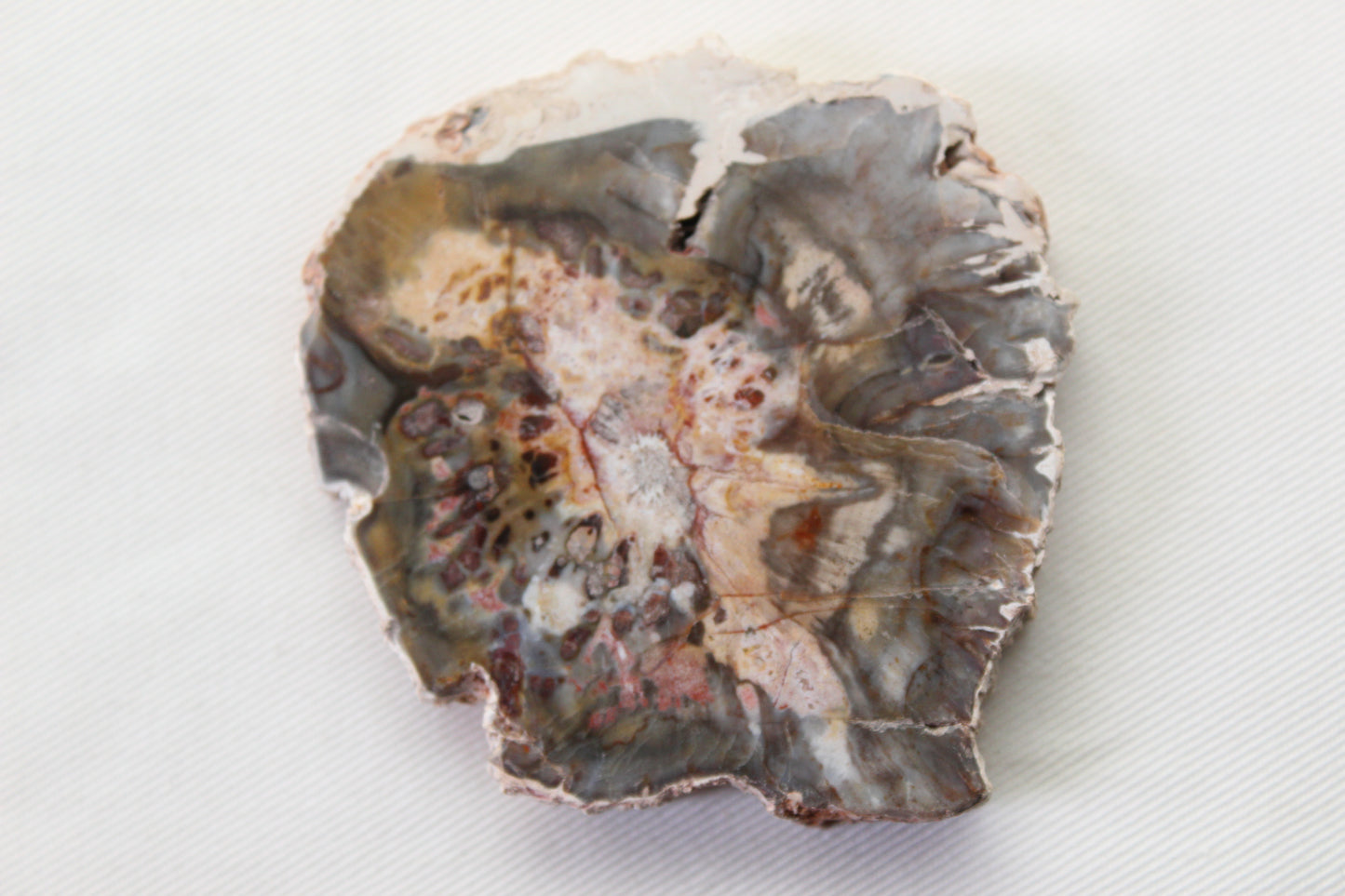 Petrified Wood Slice gemstone natural