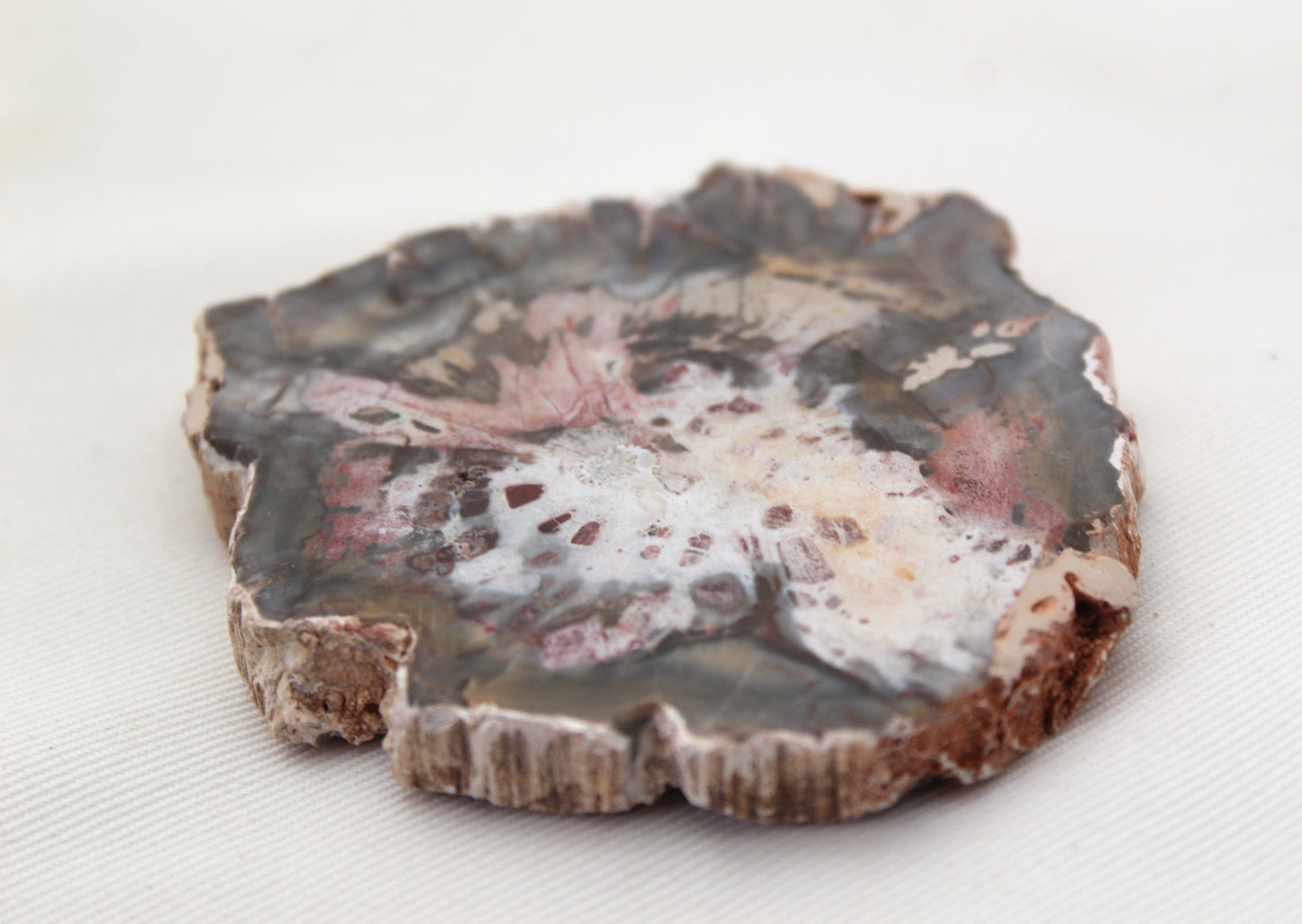 Petrified Wood Slice gemstone natural