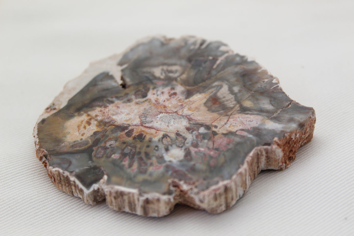 Petrified Wood Slice gemstone natural