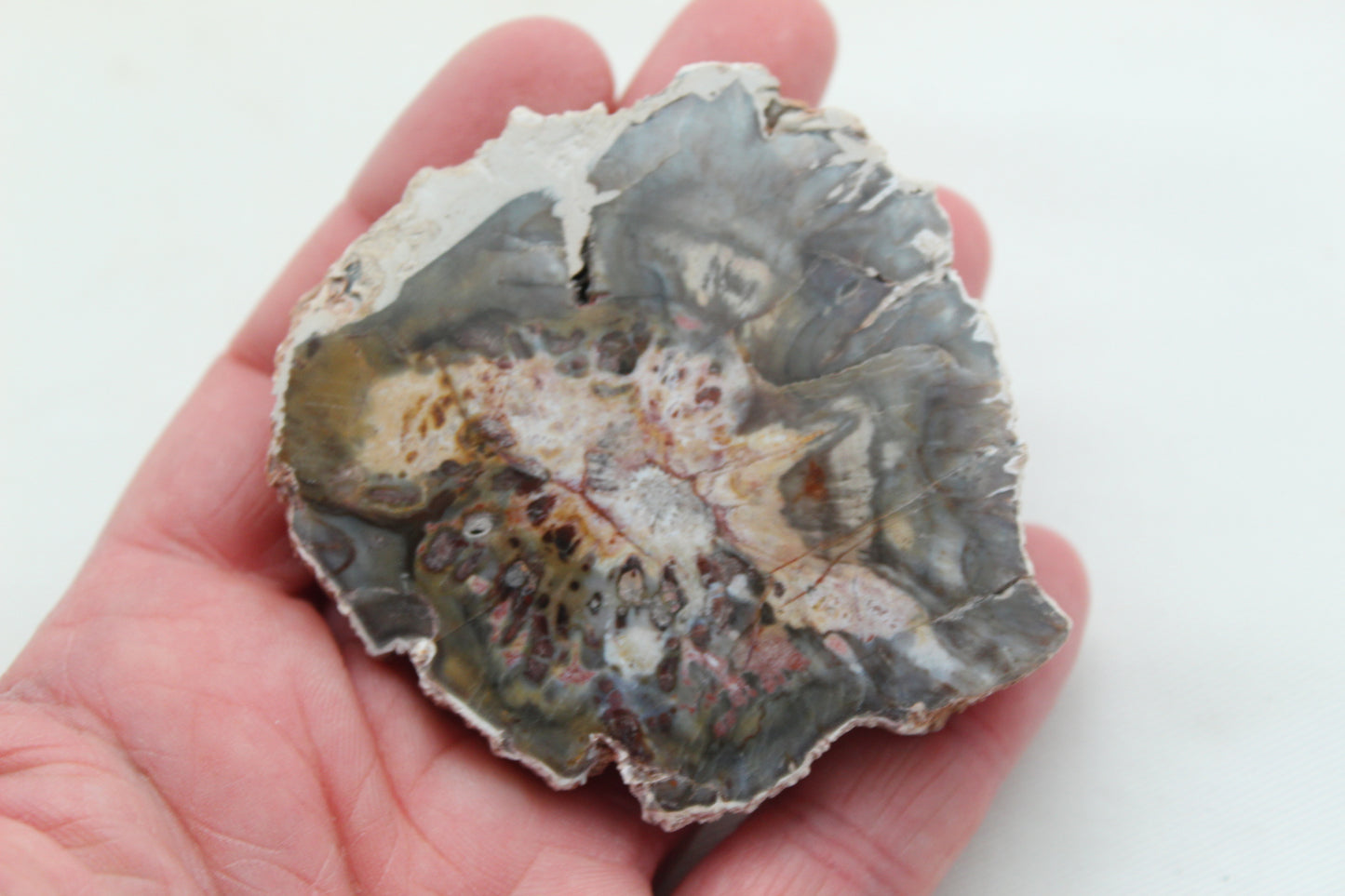Petrified Wood Slice gemstone natural