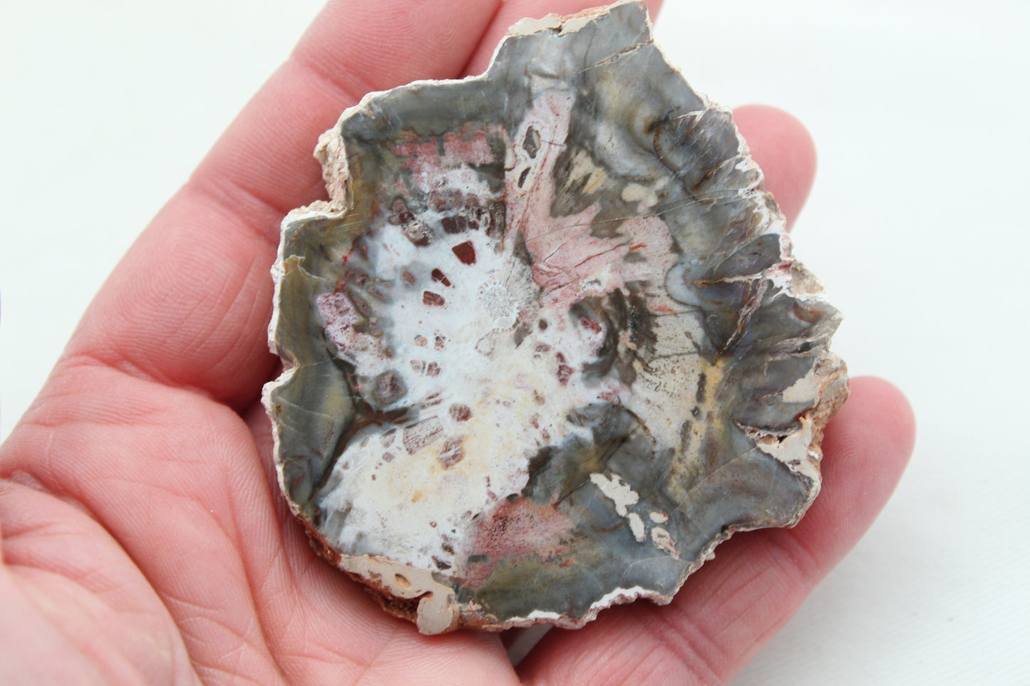 Petrified Wood Slice gemstone natural