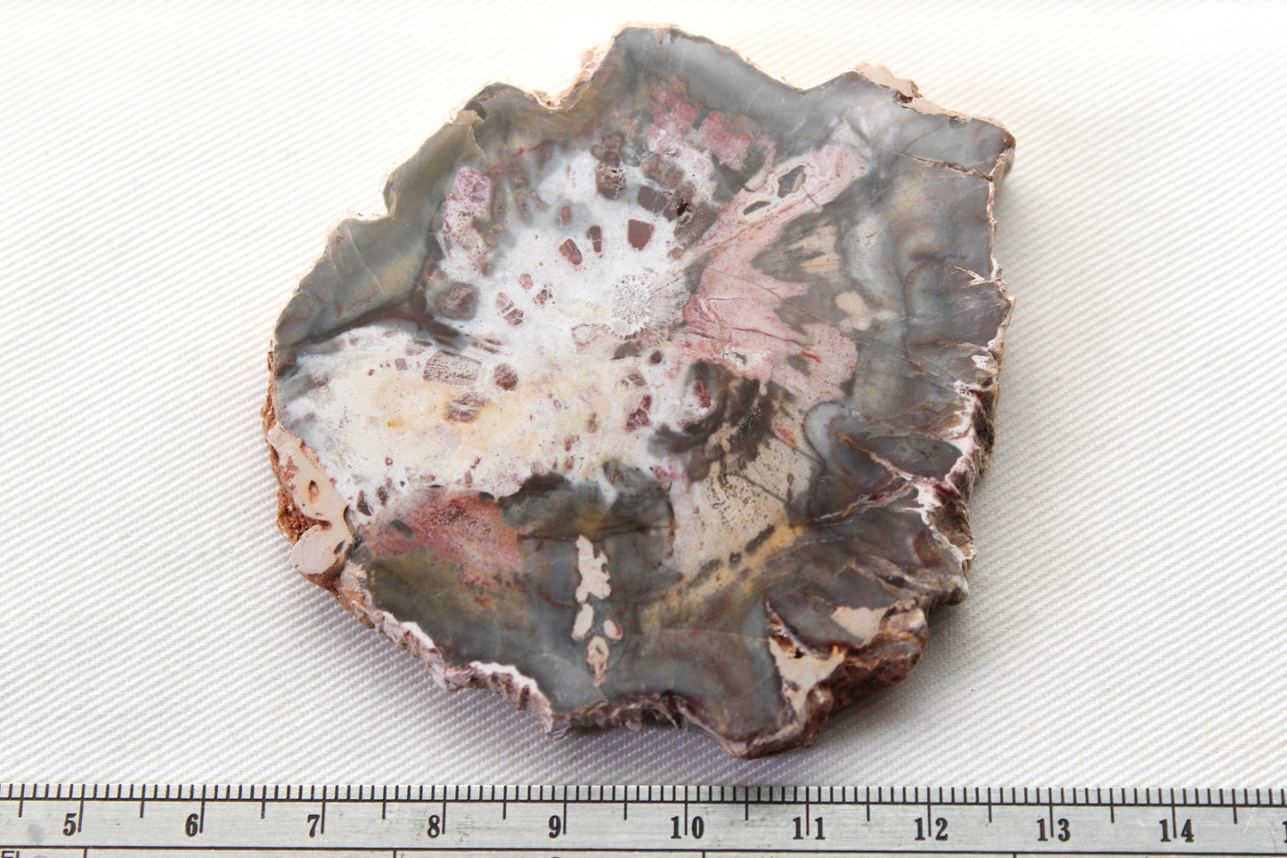Petrified Wood Slice gemstone natural