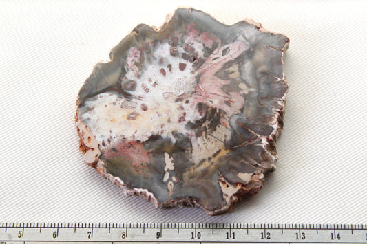Petrified Wood Slice gemstone natural