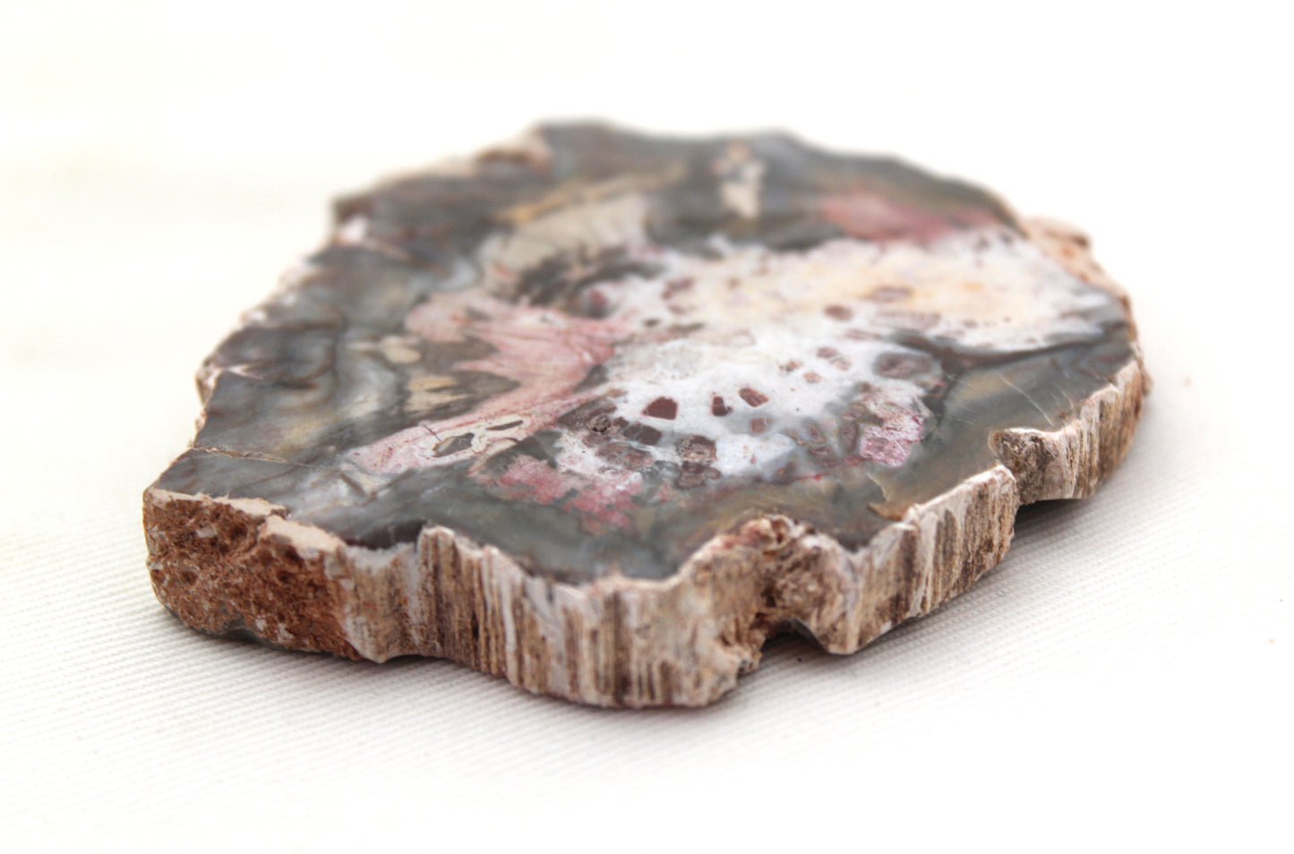 Petrified Wood Slice gemstone natural