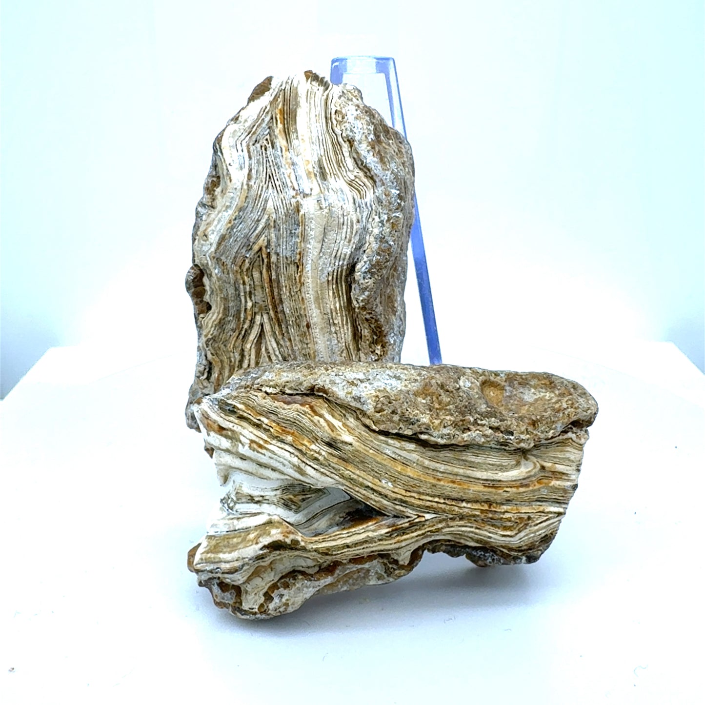 Indonesian Agate nodule polished Parallax Banding