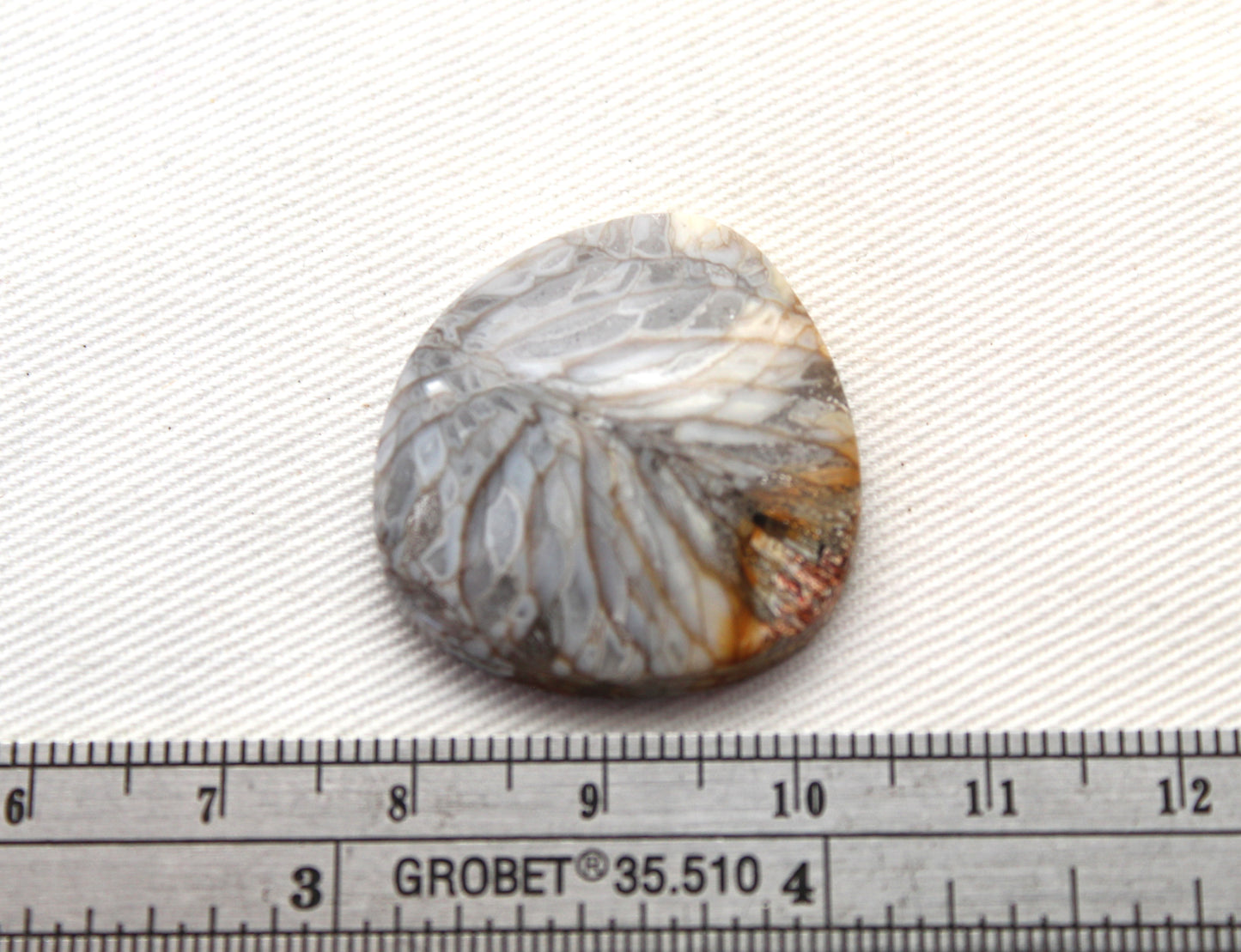 Fossilized Coral Gemstone cabochon