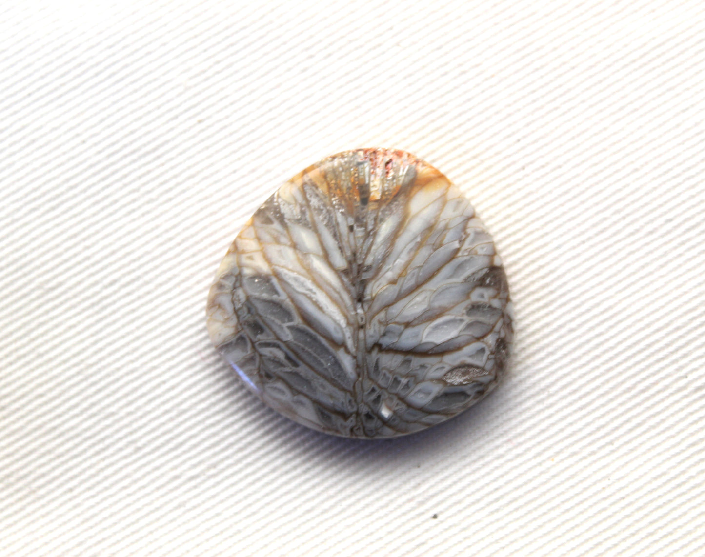 Fossilized Coral Gemstone cabochon