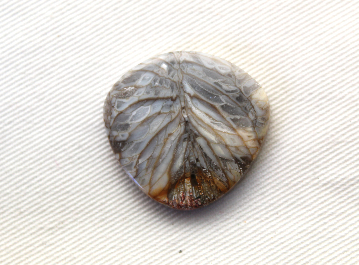 Fossilized Coral Gemstone cabochon