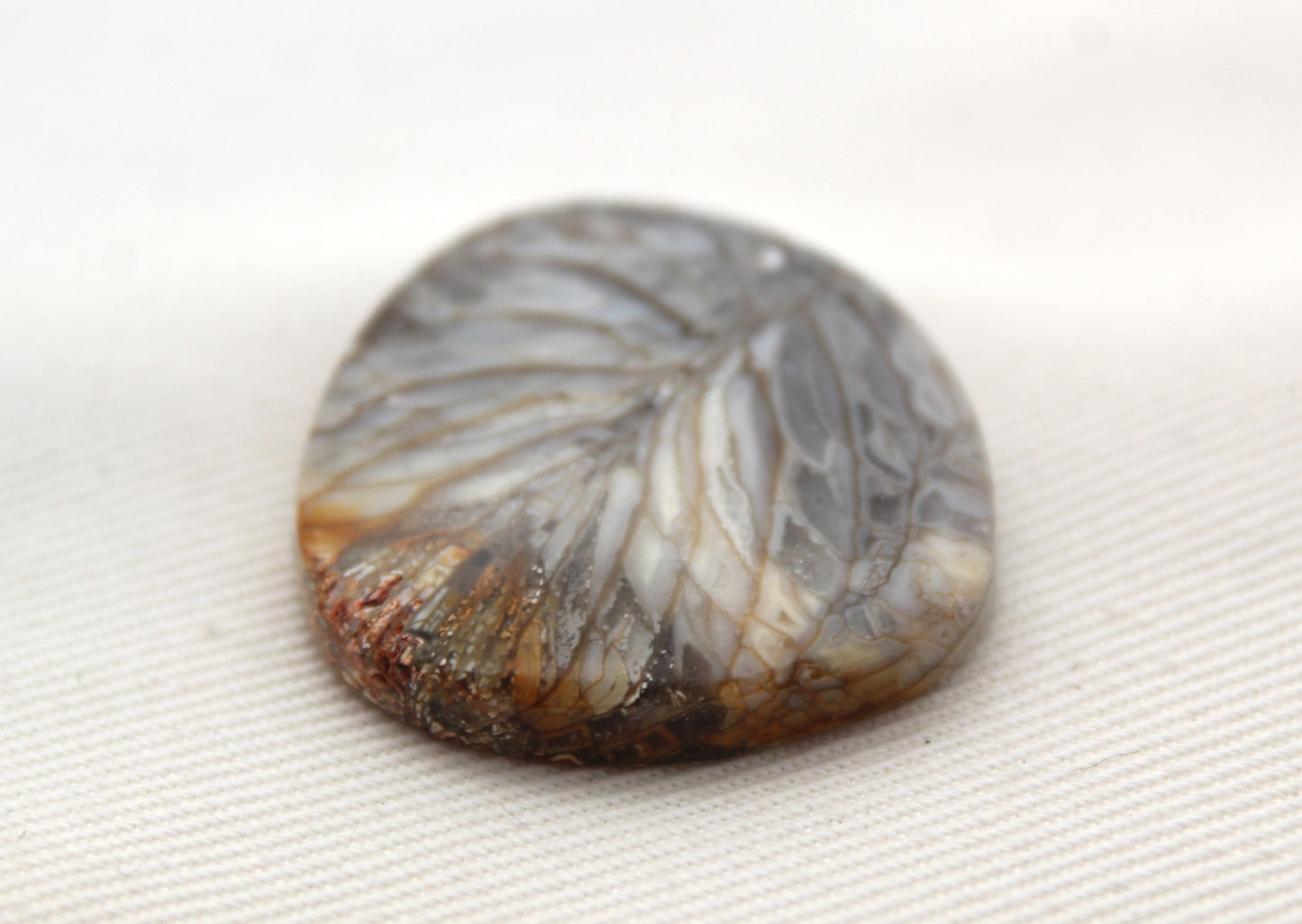 Fossilized Coral Gemstone cabochon