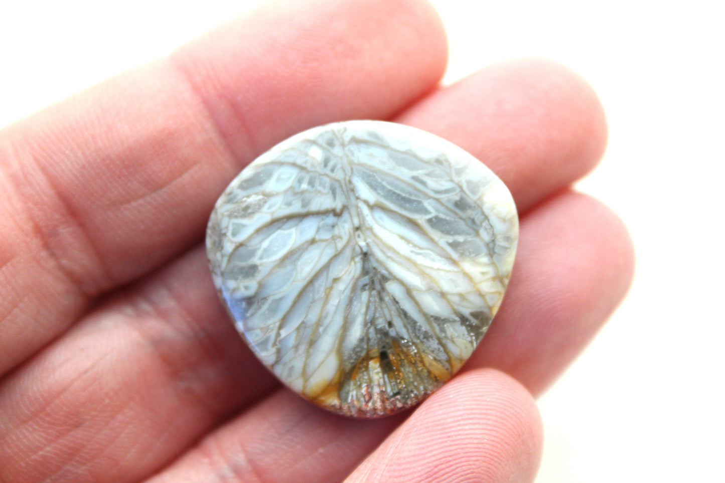 Fossilized Coral Gemstone cabochon