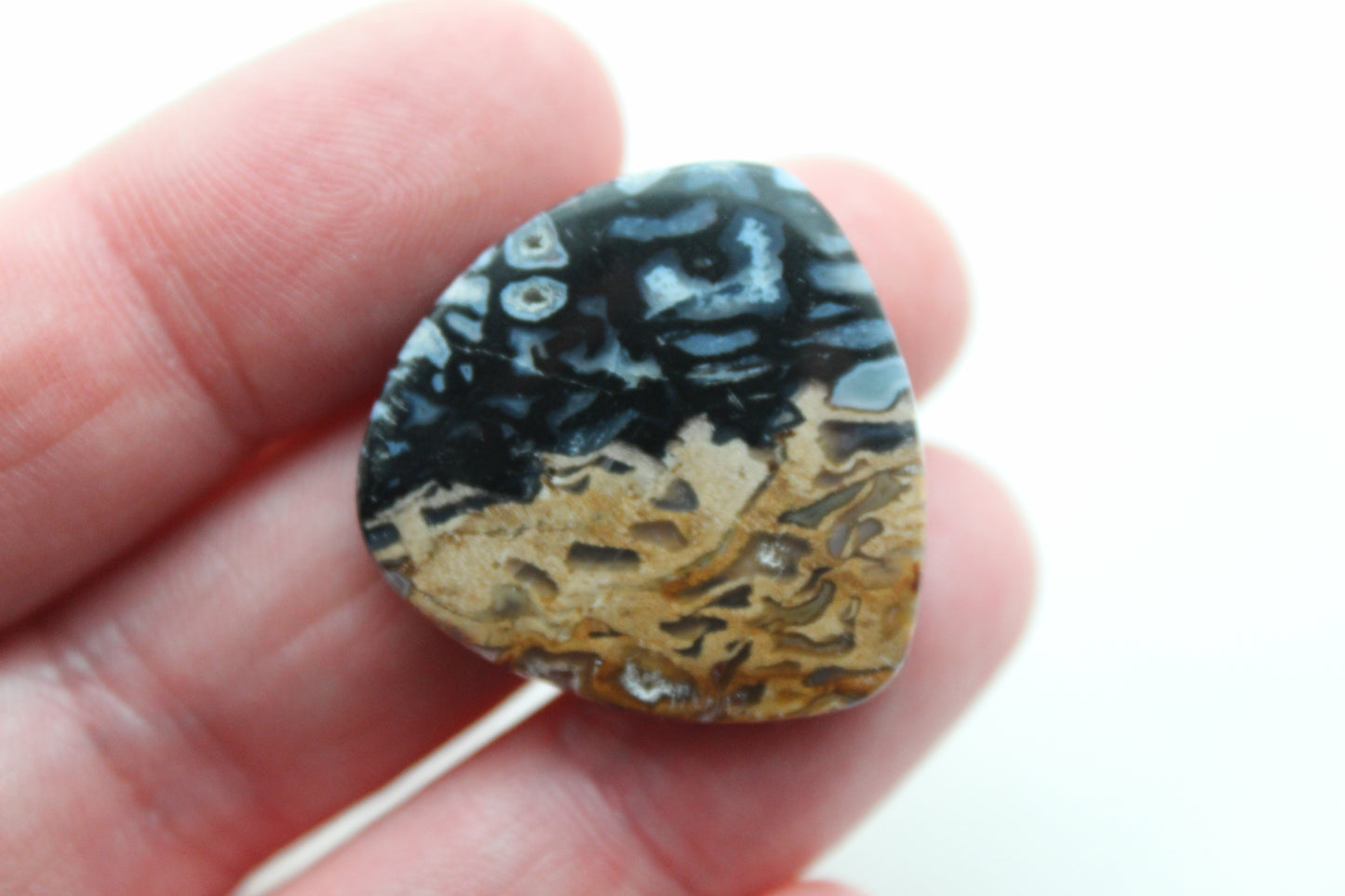 Fossil Palm Root Cabochon Gemstone black and beige