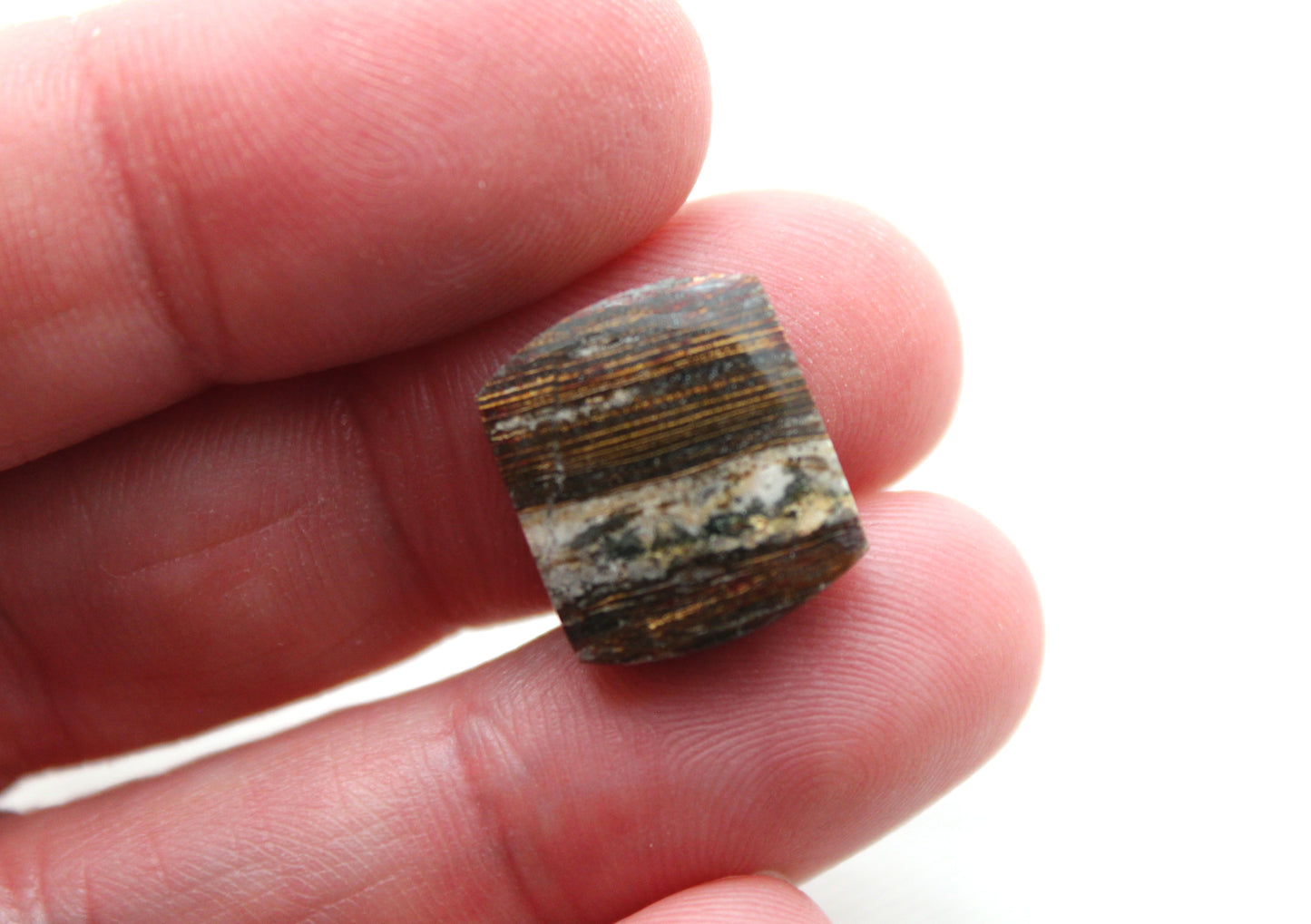 Small Petrified Wood Cabochon Pair natural gemstones
