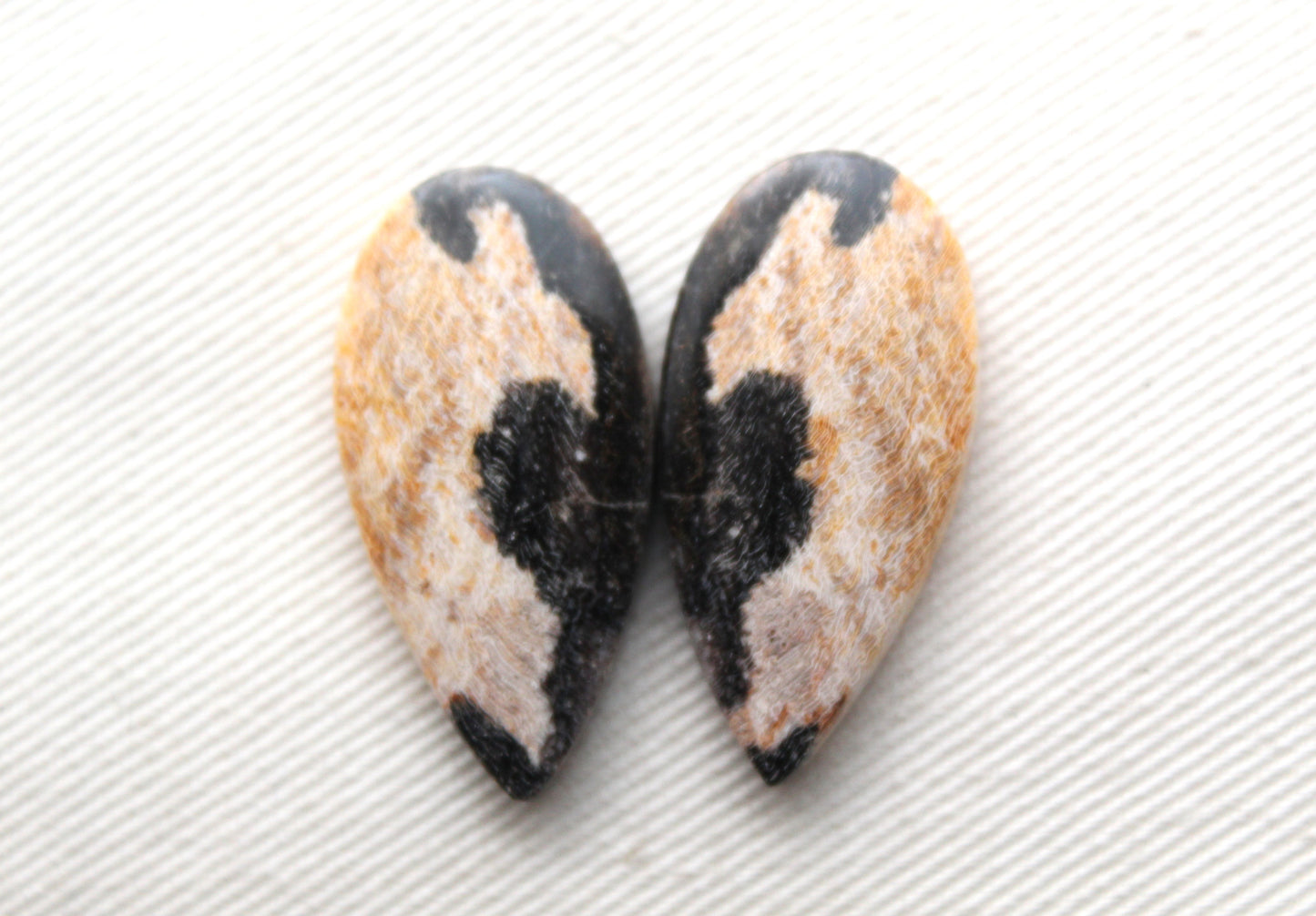 Nice pair of Petrified Wood Cabochons teardrop