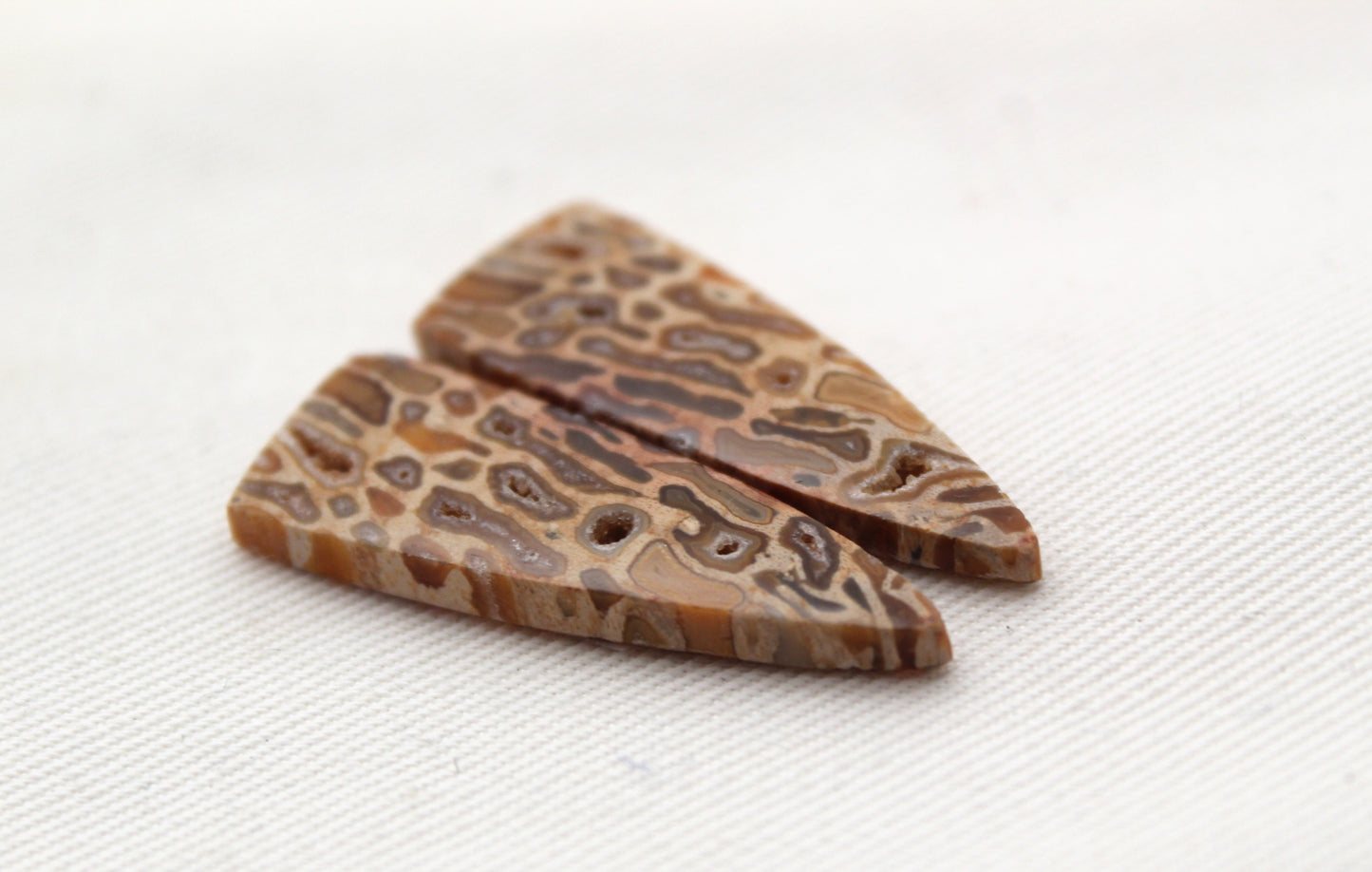 Fossil Palmwood Pair Cabochon Gemstone with druzy pockets