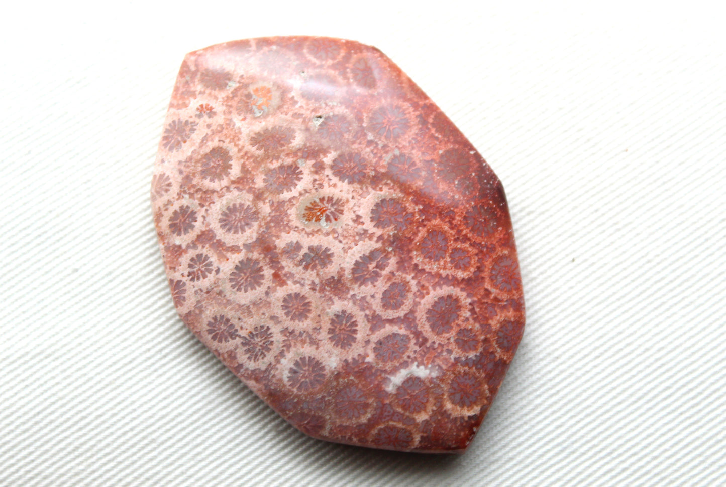 Cabochon en forme de larme de pierre gemme de corail fossilisé