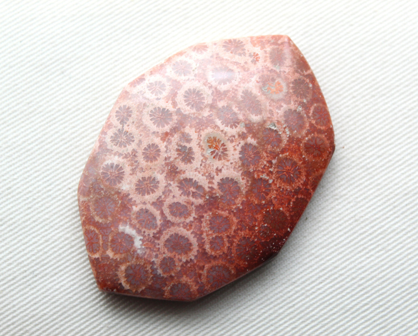 Cabochon en forme de larme de pierre gemme de corail fossilisé